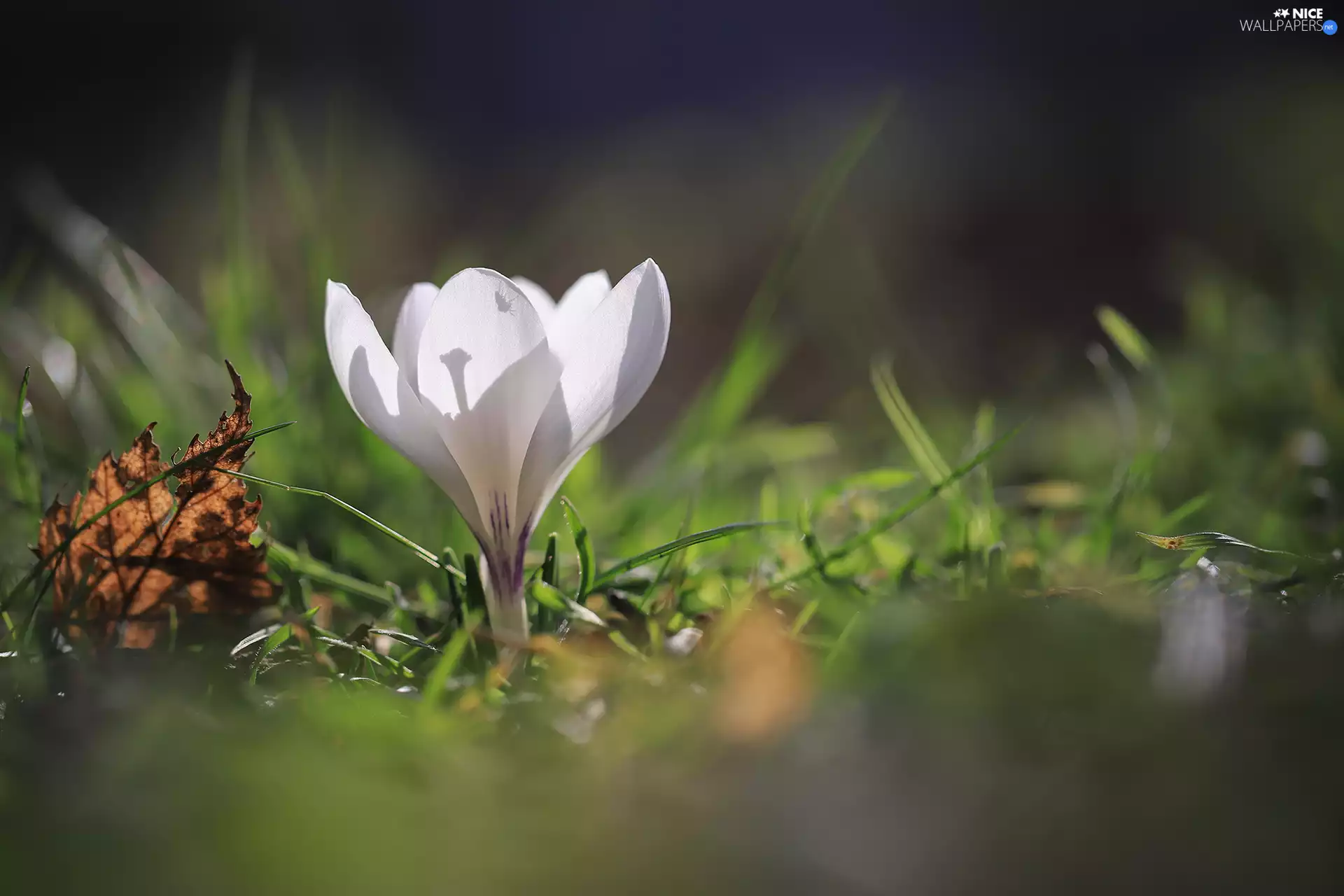 White, dry, leaf, crocus