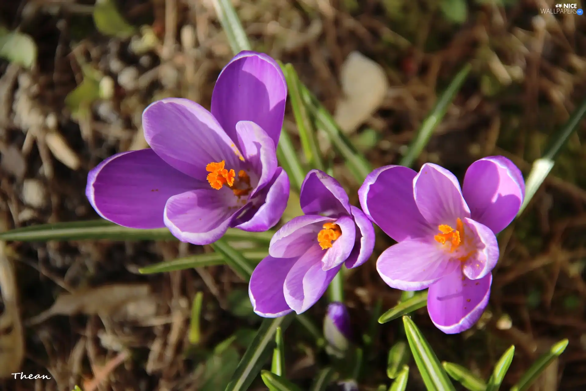 crocuses