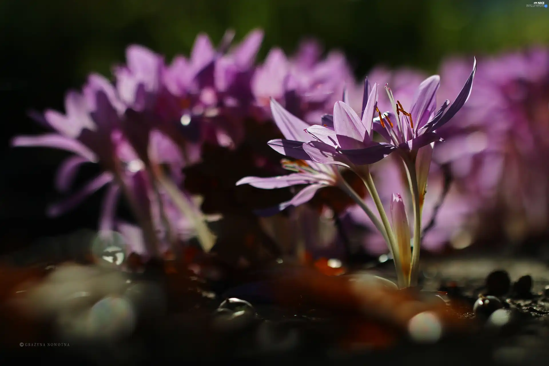 crocuses, colchicums, Autumn