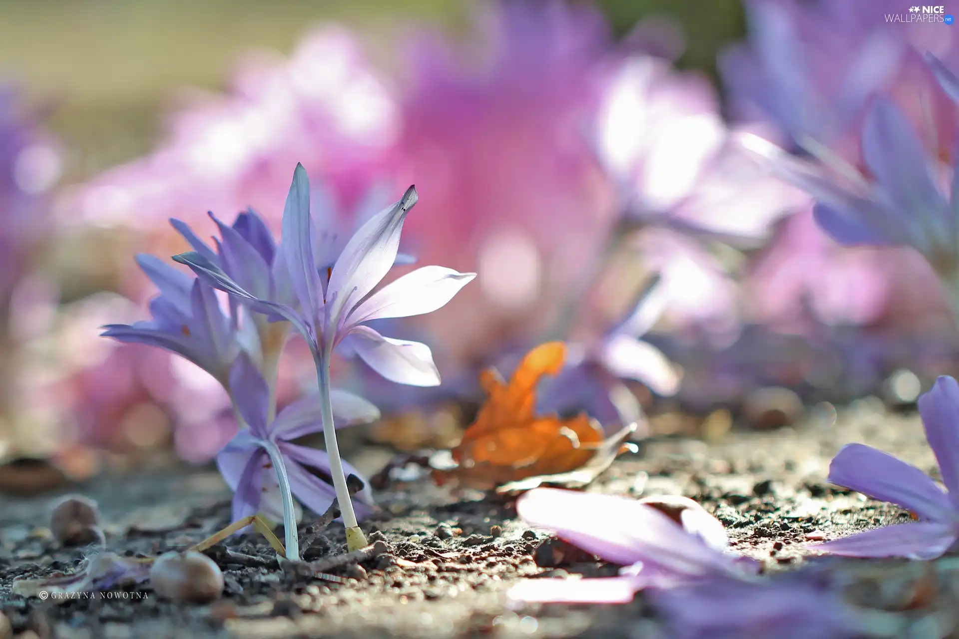 crocuses, colchicums, Autumn