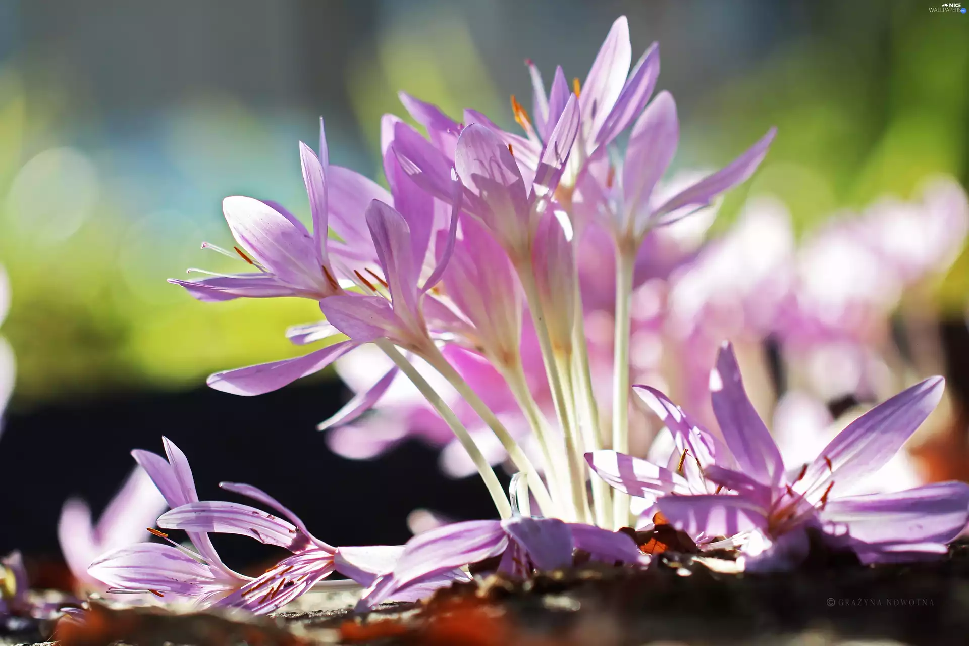 crocuses, colchicums, Autumn