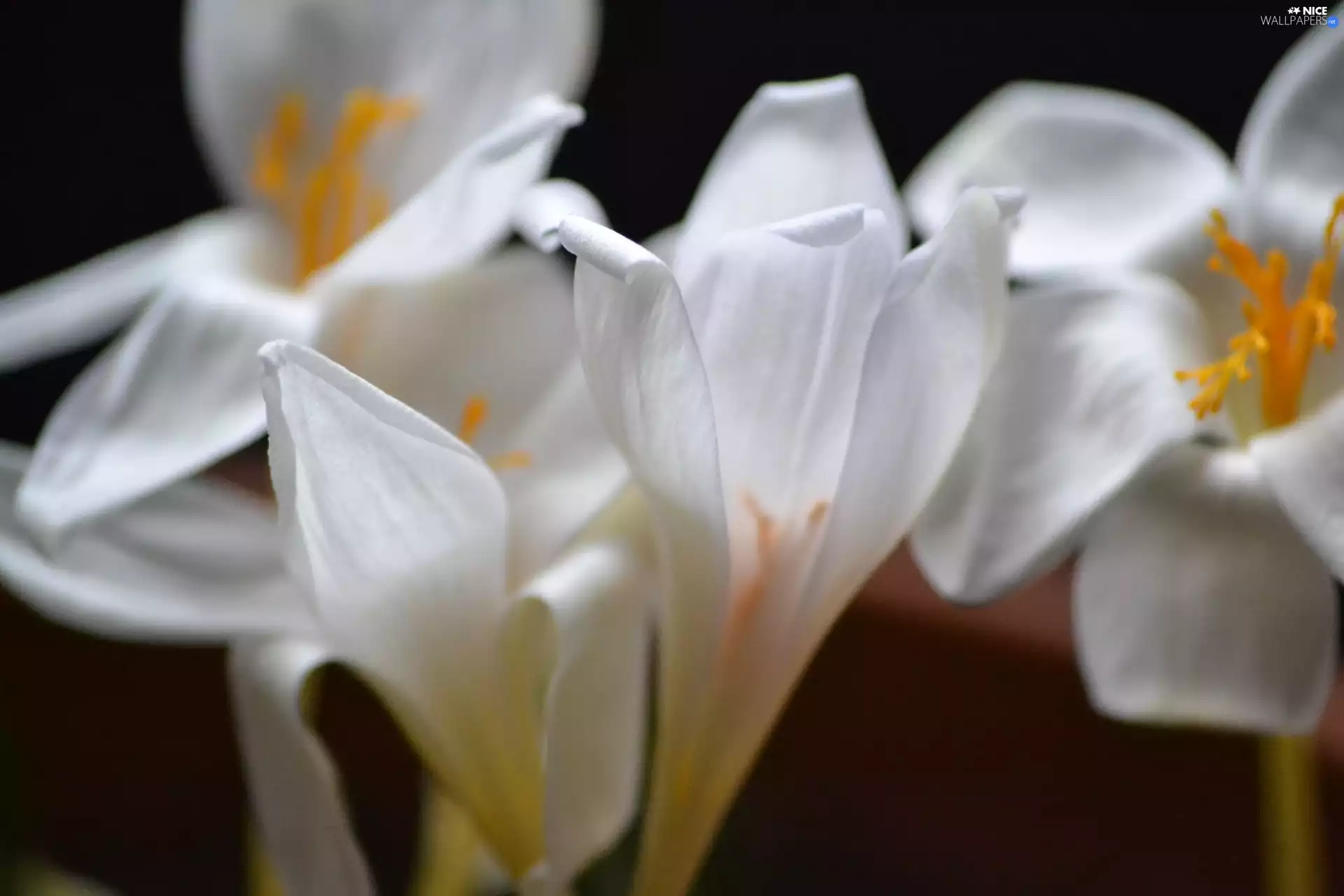 crocuses, White, Autumn
