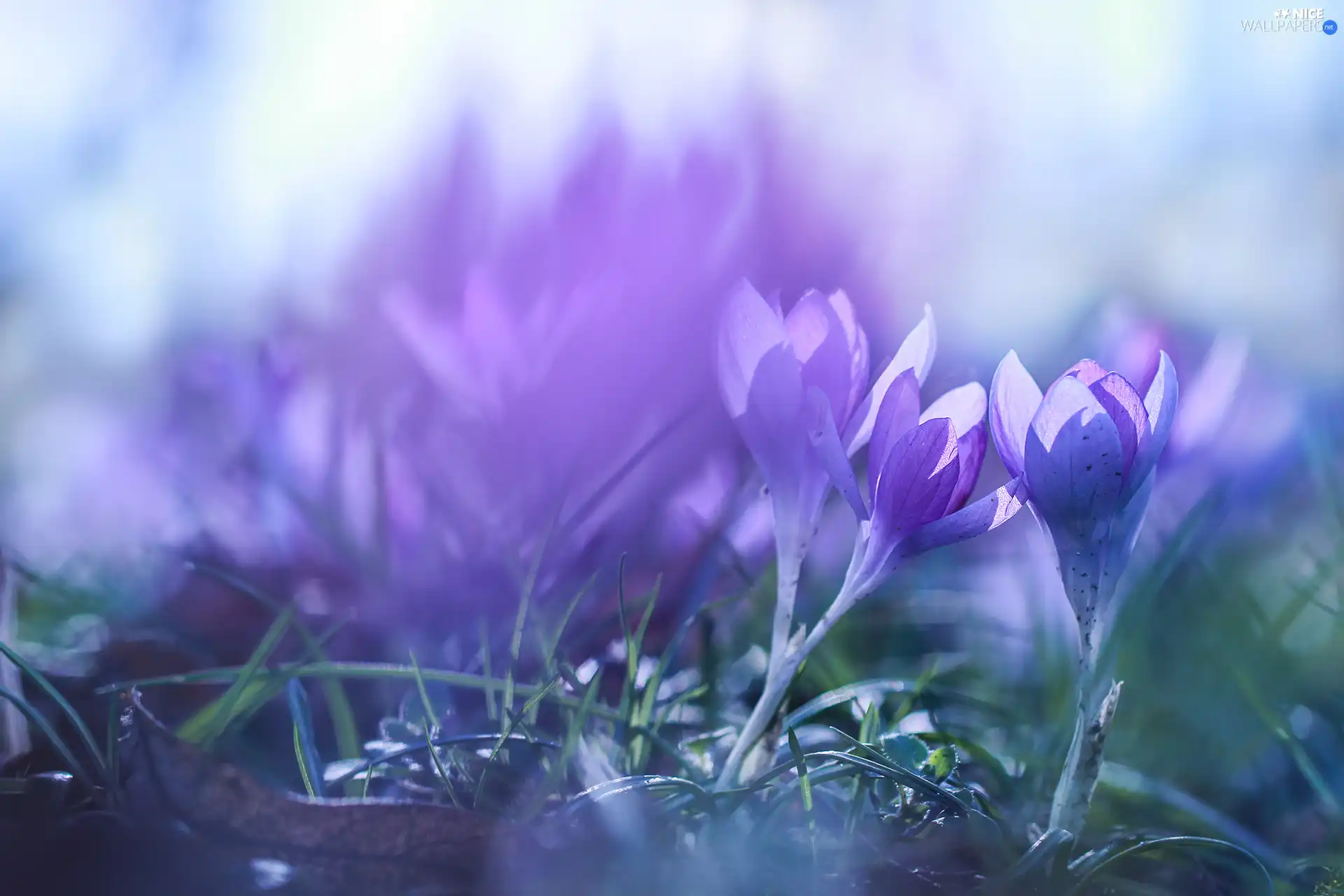 crocuses, lilac, Blue