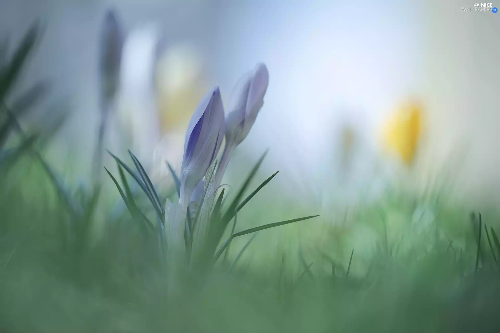 Blue, Buds, rapprochement, crocuses
