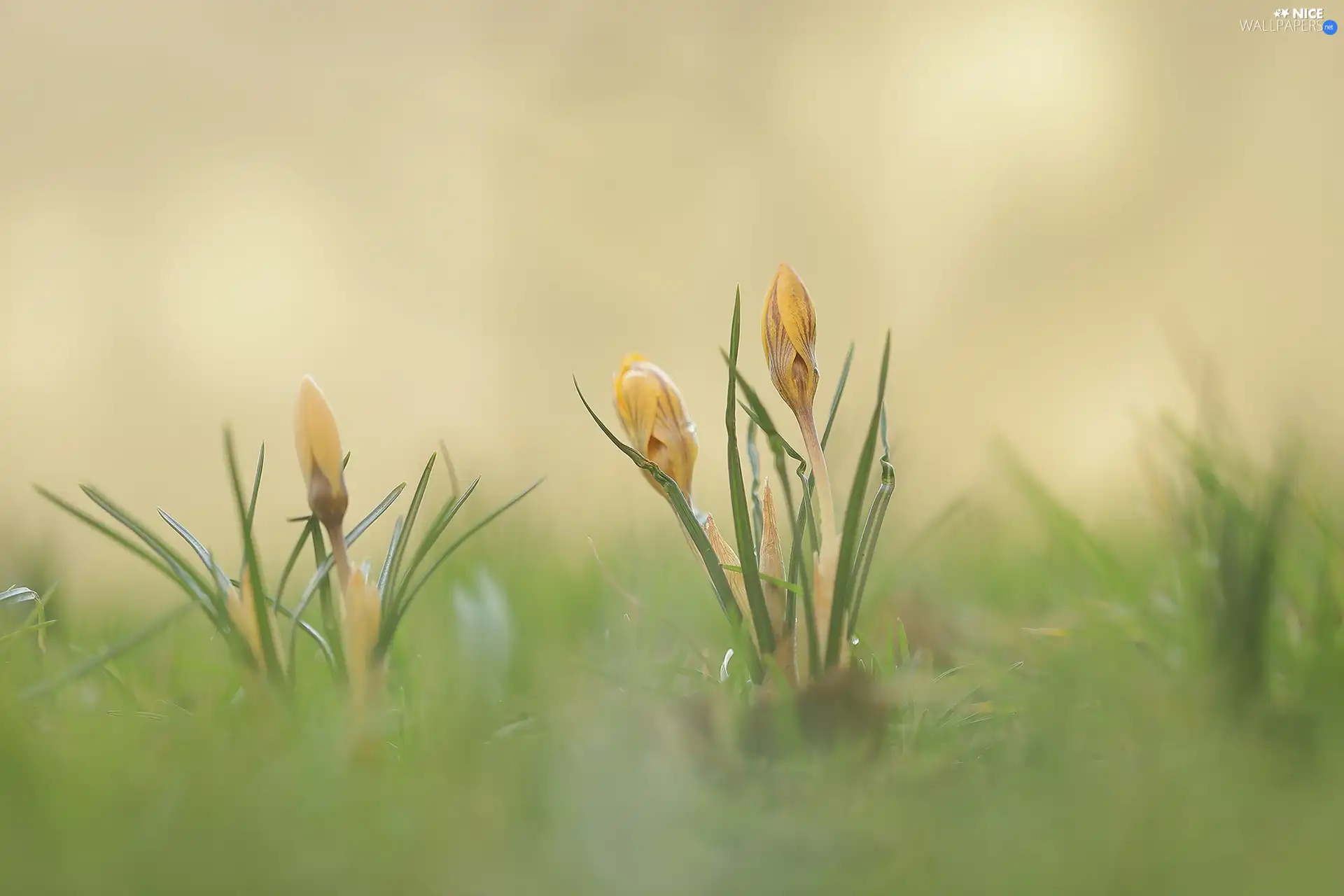 crocuses, Yellow, Buds