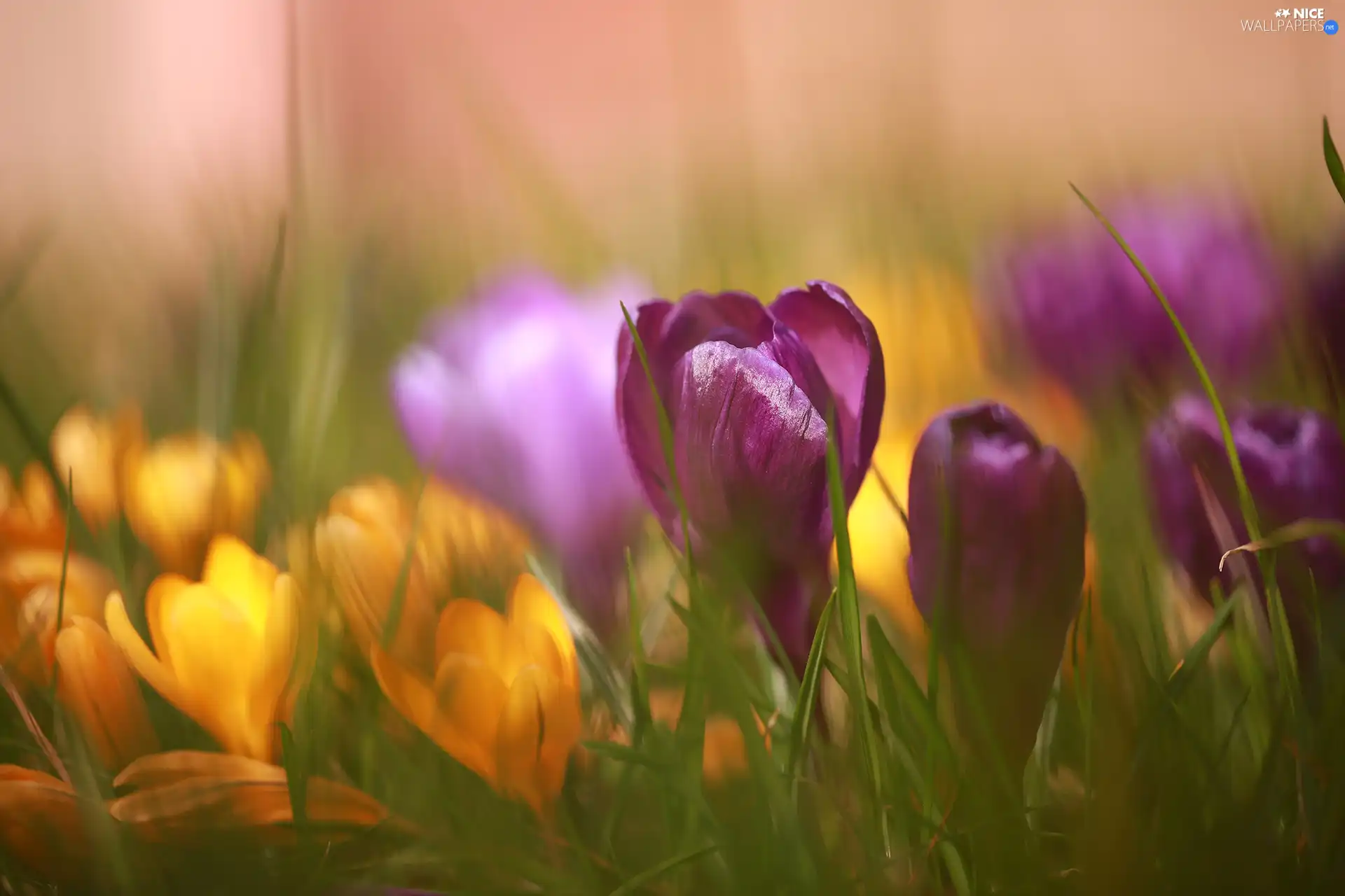 claret, Flowers, Spring, crocuses