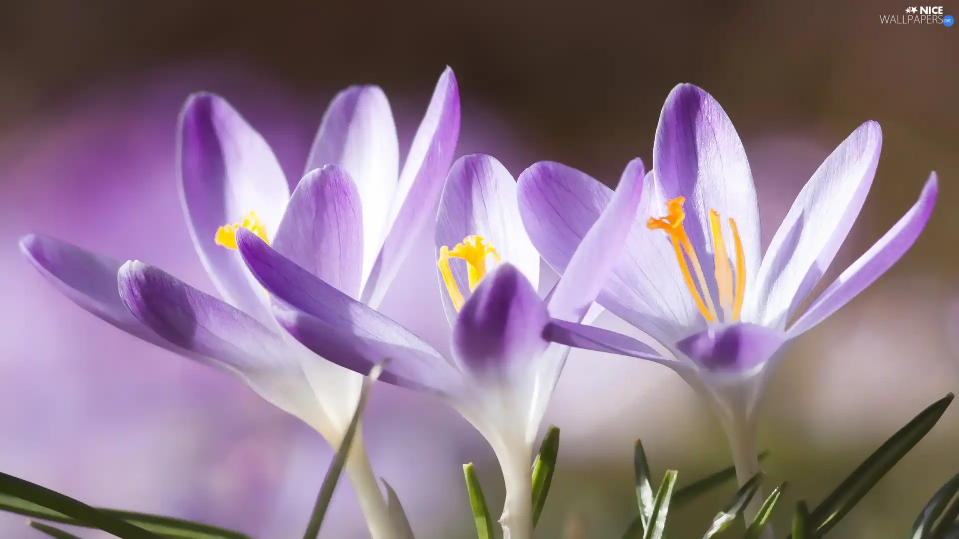 green ones, Leaf, crocuses, purple, Flowers