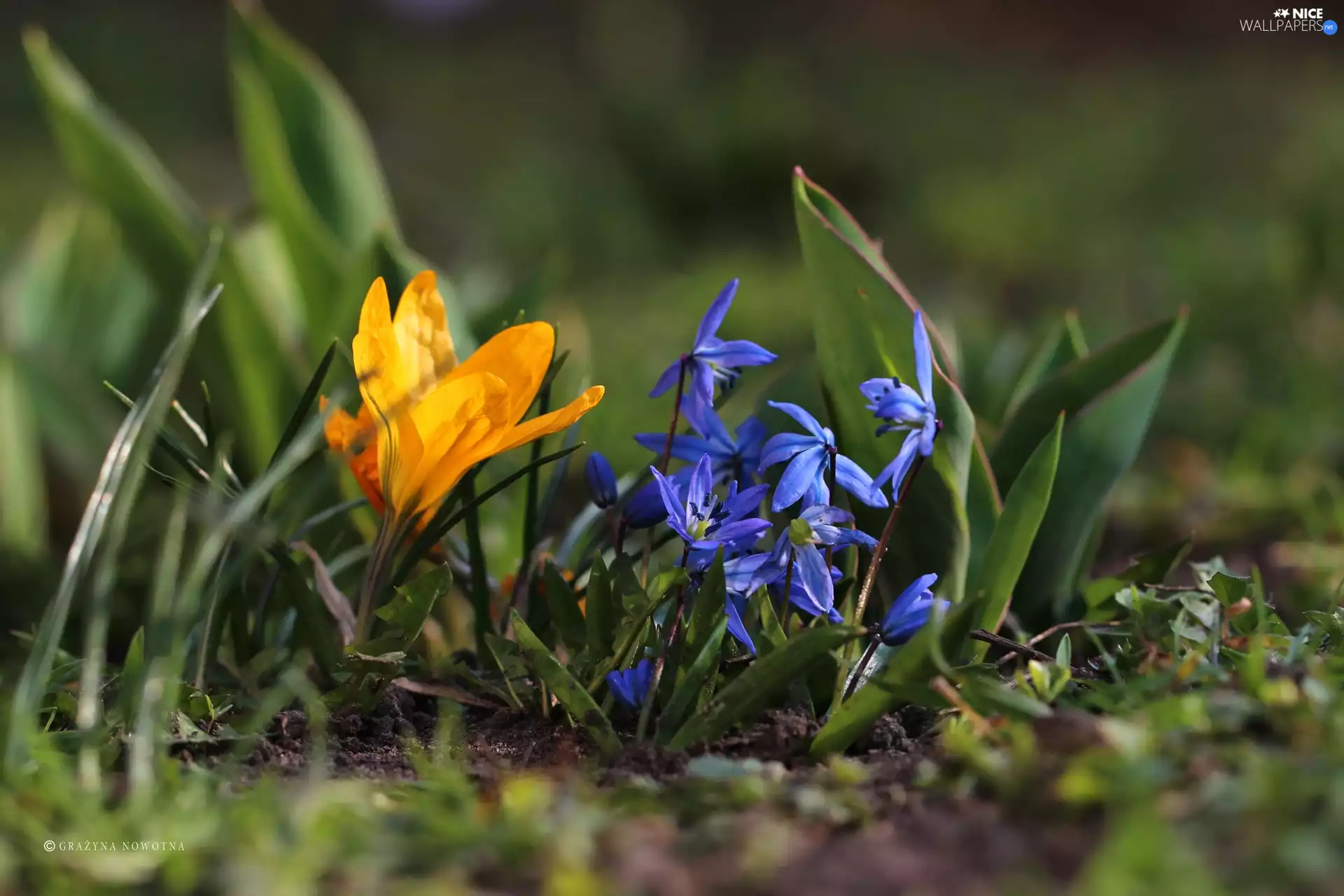 Flowers, Siberian squill, crocuses