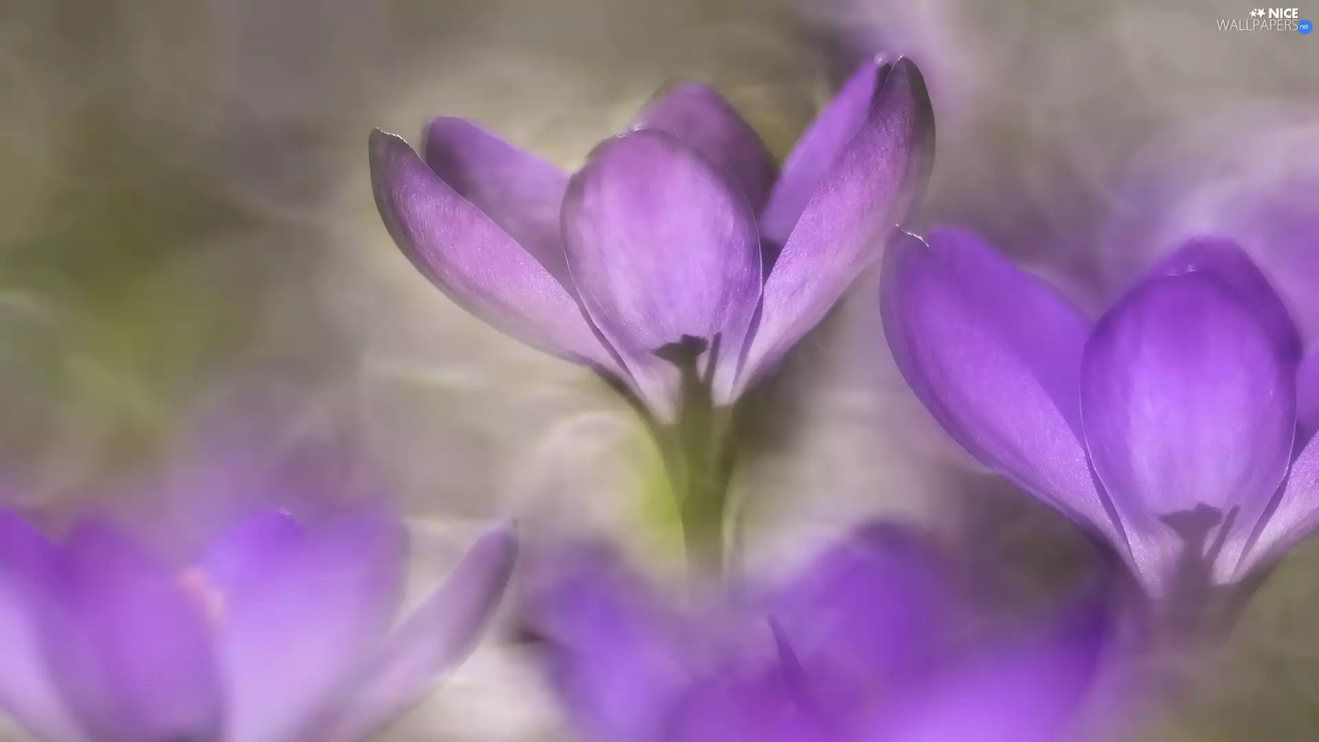 crocuses, purple, illuminated