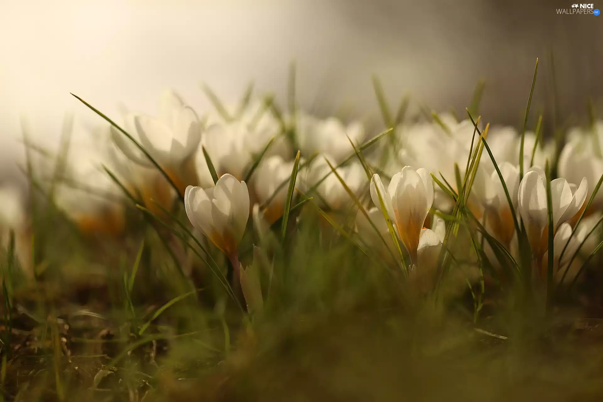 crocuses, White, illuminated