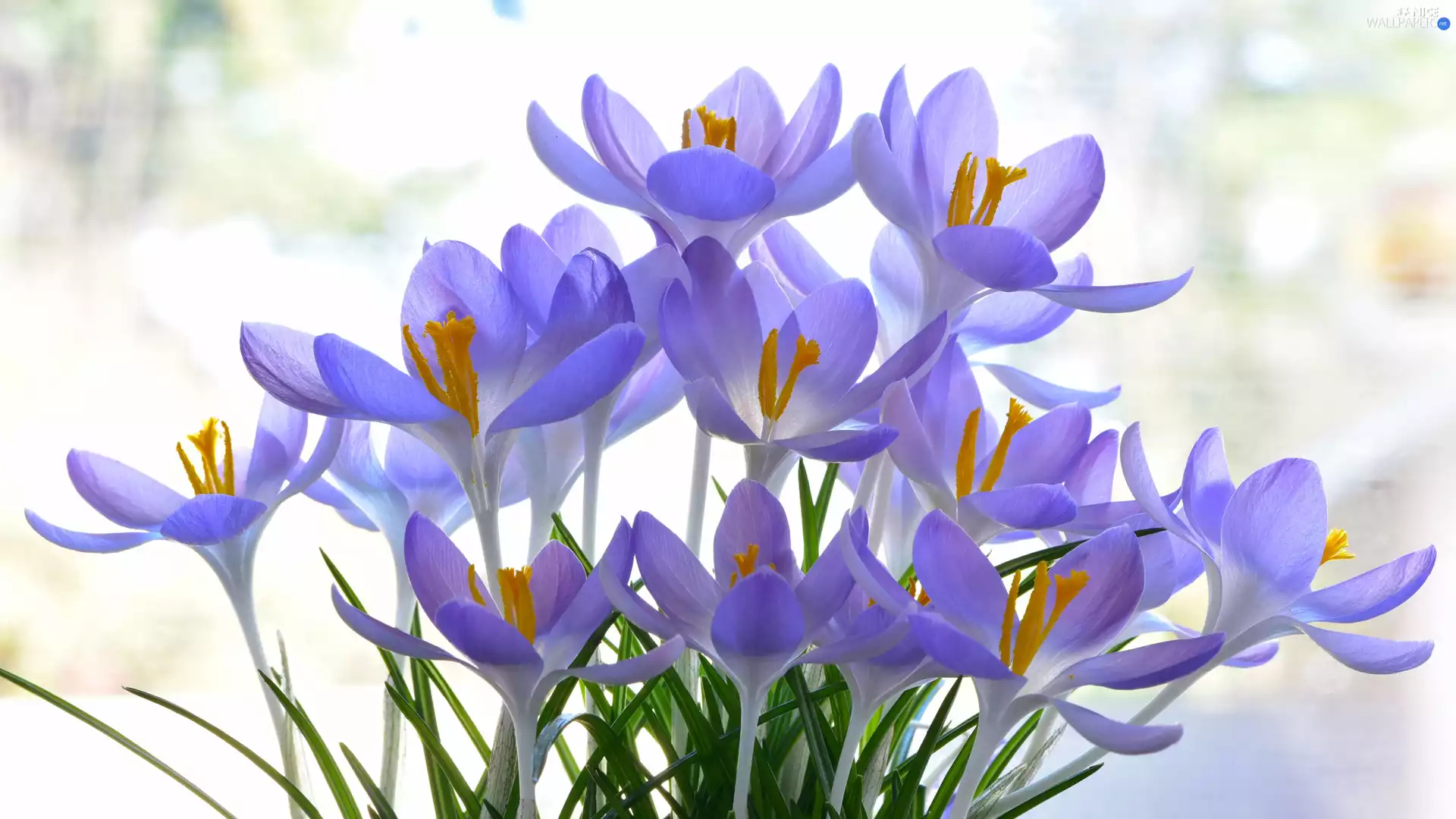 Light Purple, Flowers, crocuses
