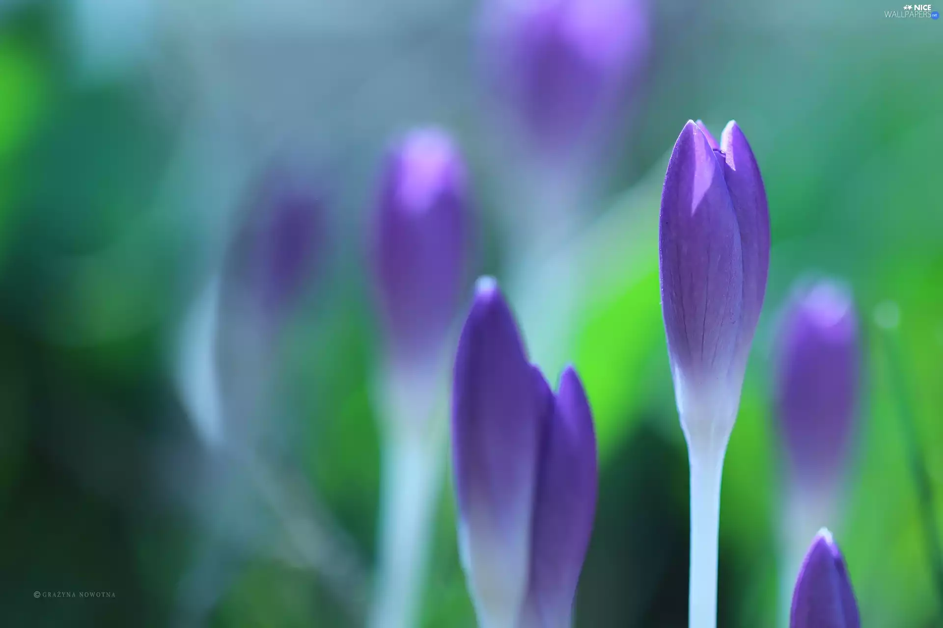 lilac, Flowers, Buds, crocuses