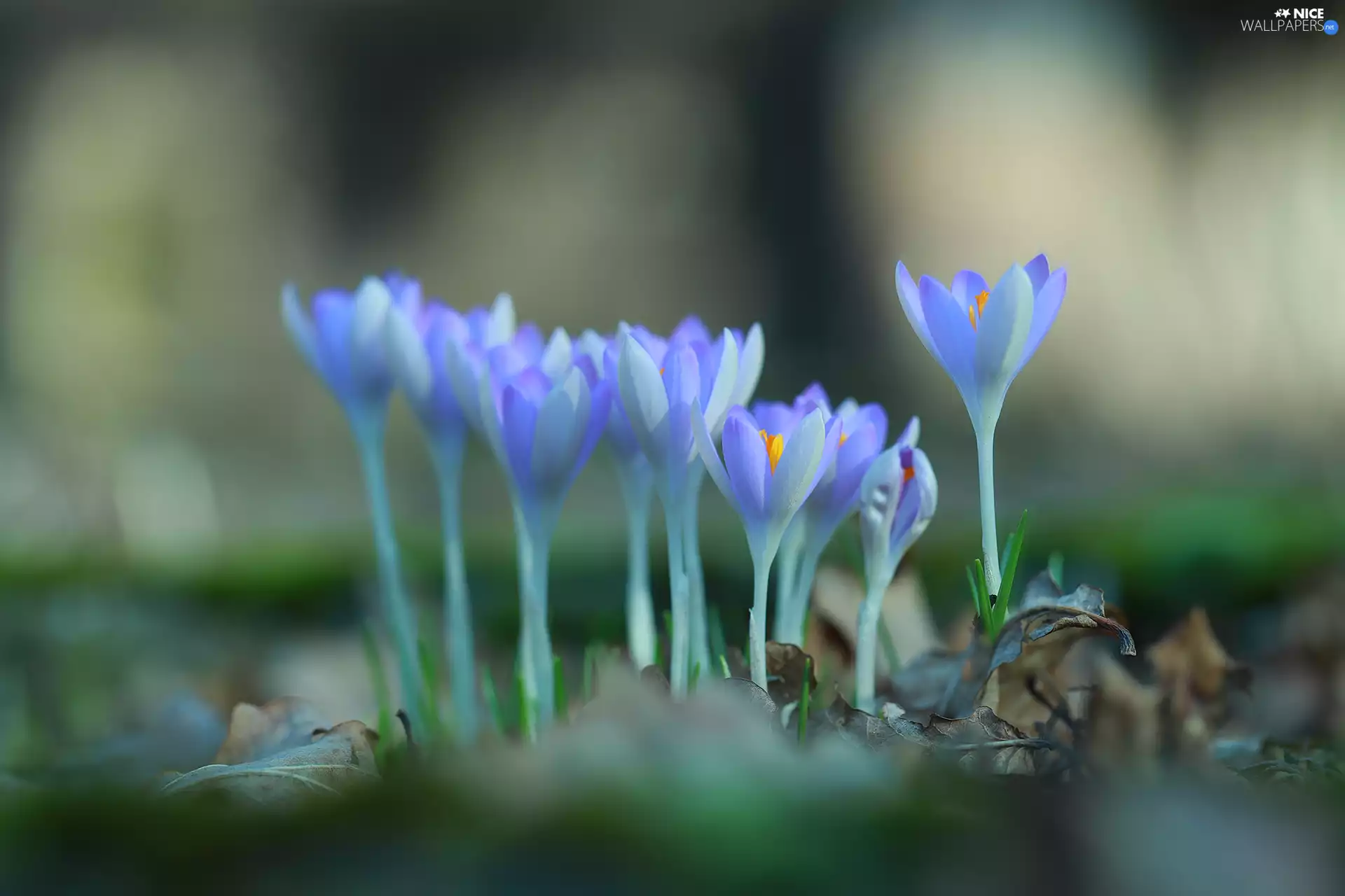 lilac, Flowers, cluster, crocuses