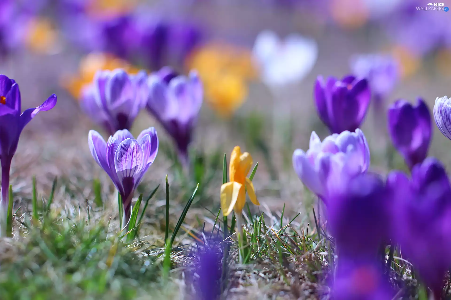 lilac, Yellow, crocus, crocuses