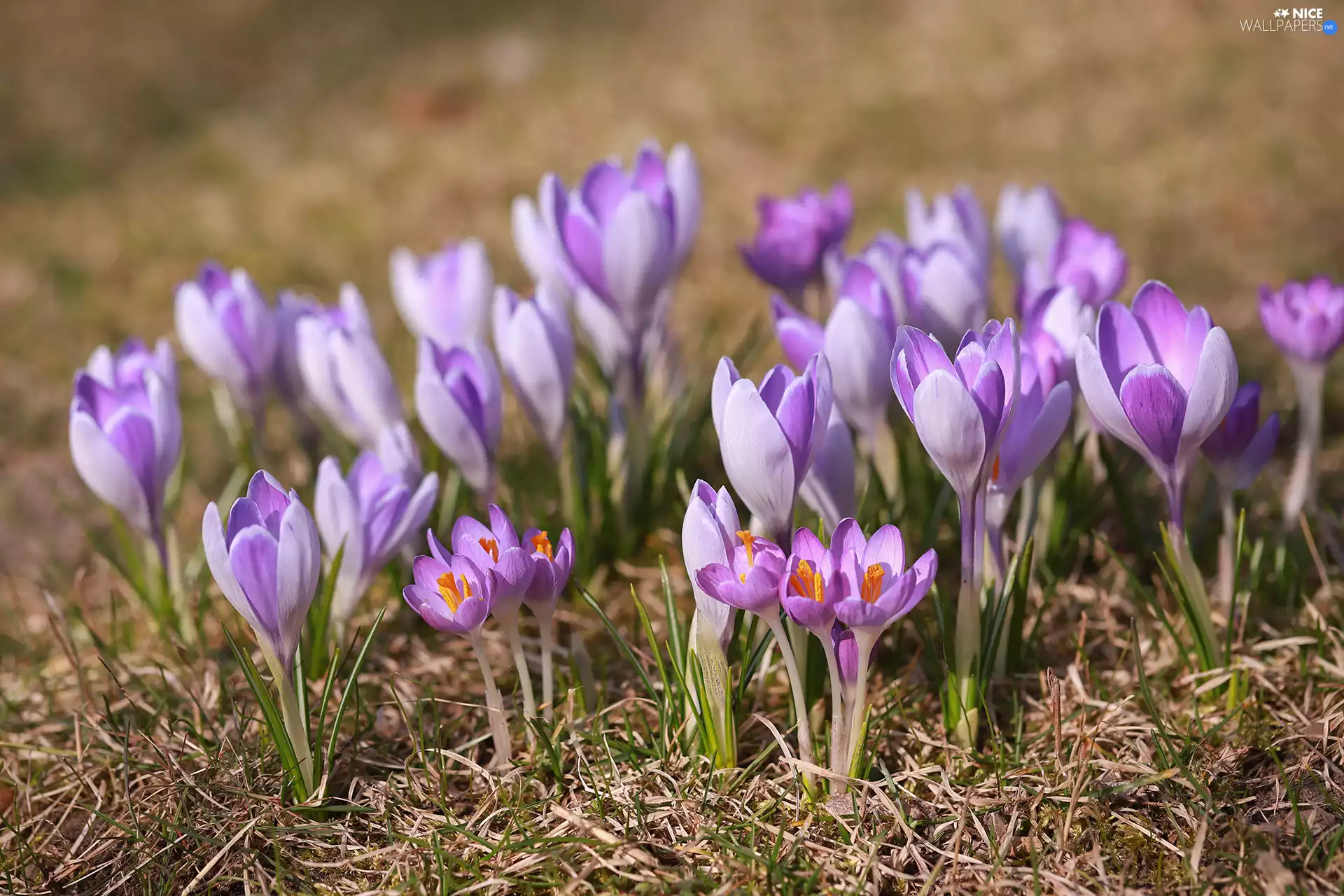 lilac, Spring, Flowers, crocuses
