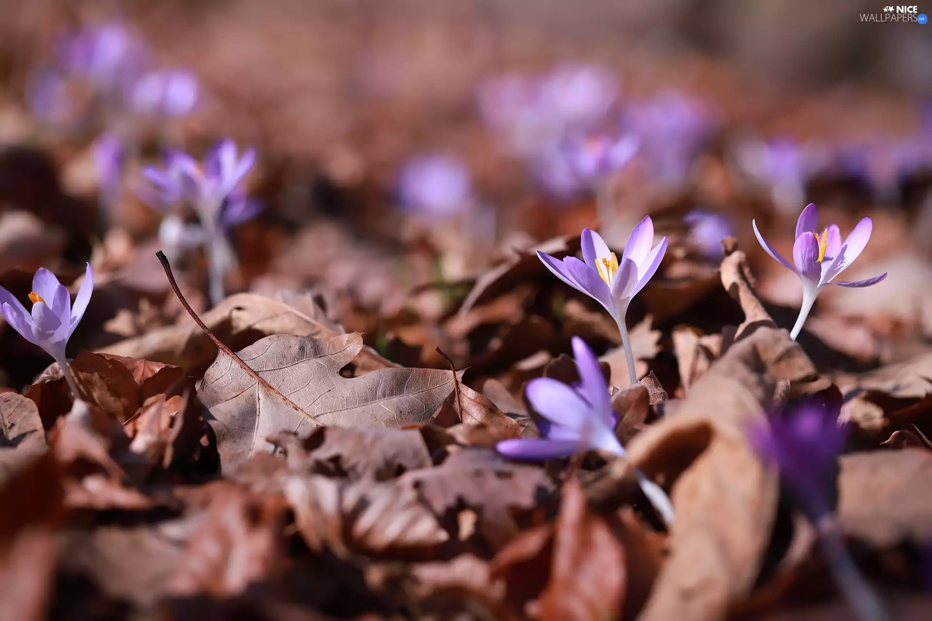 lilac, dry, Leaf, crocuses