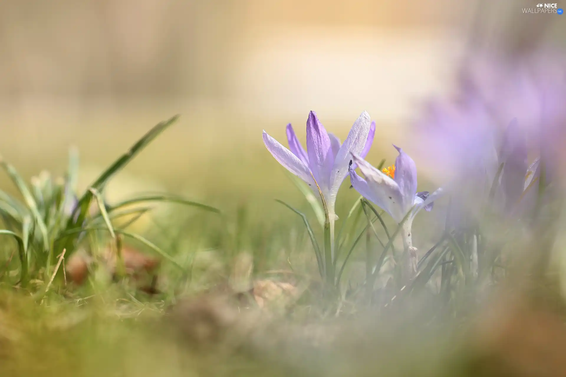 lilac, Flowers, rapprochement, crocuses