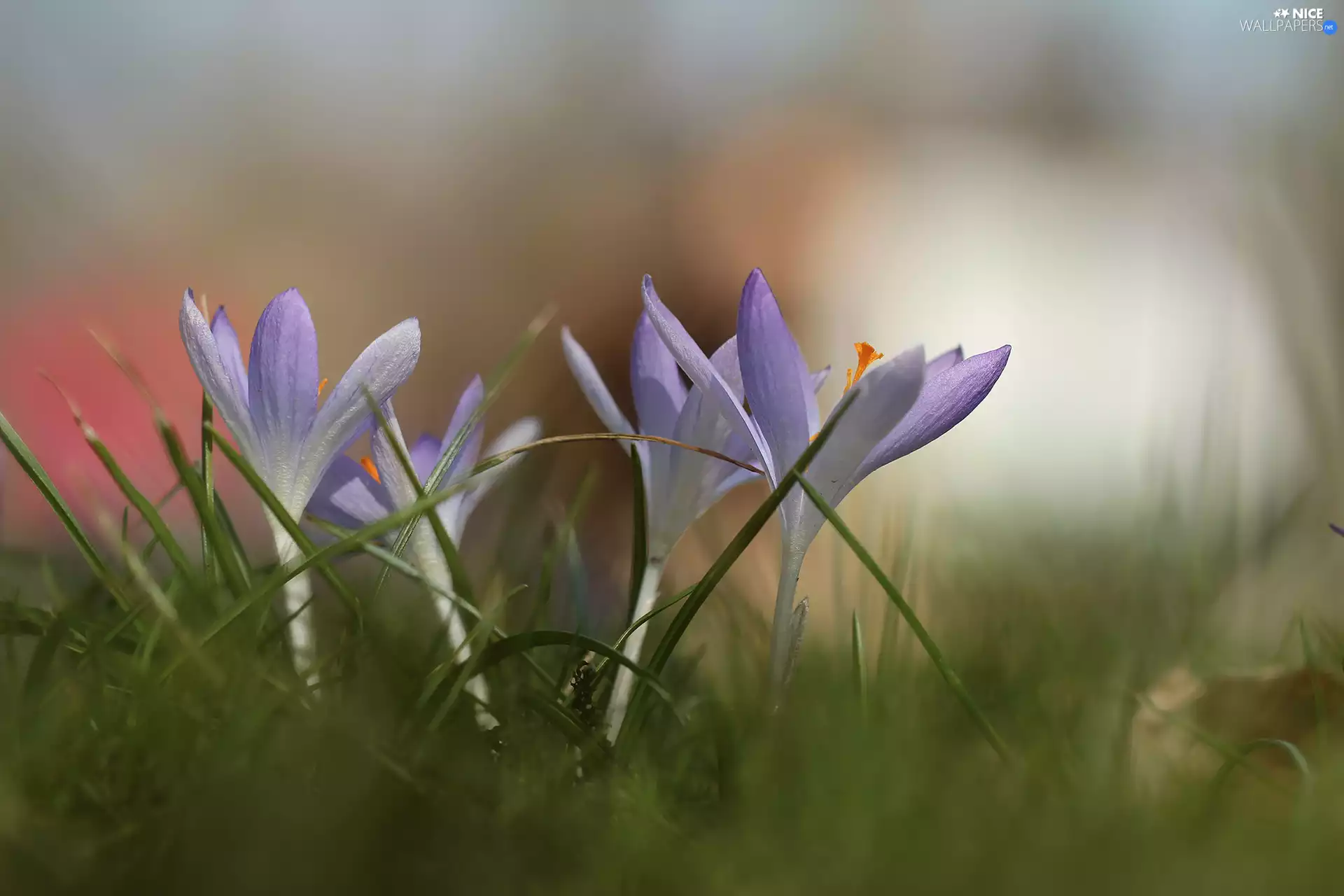 crocuses, White-Lilac