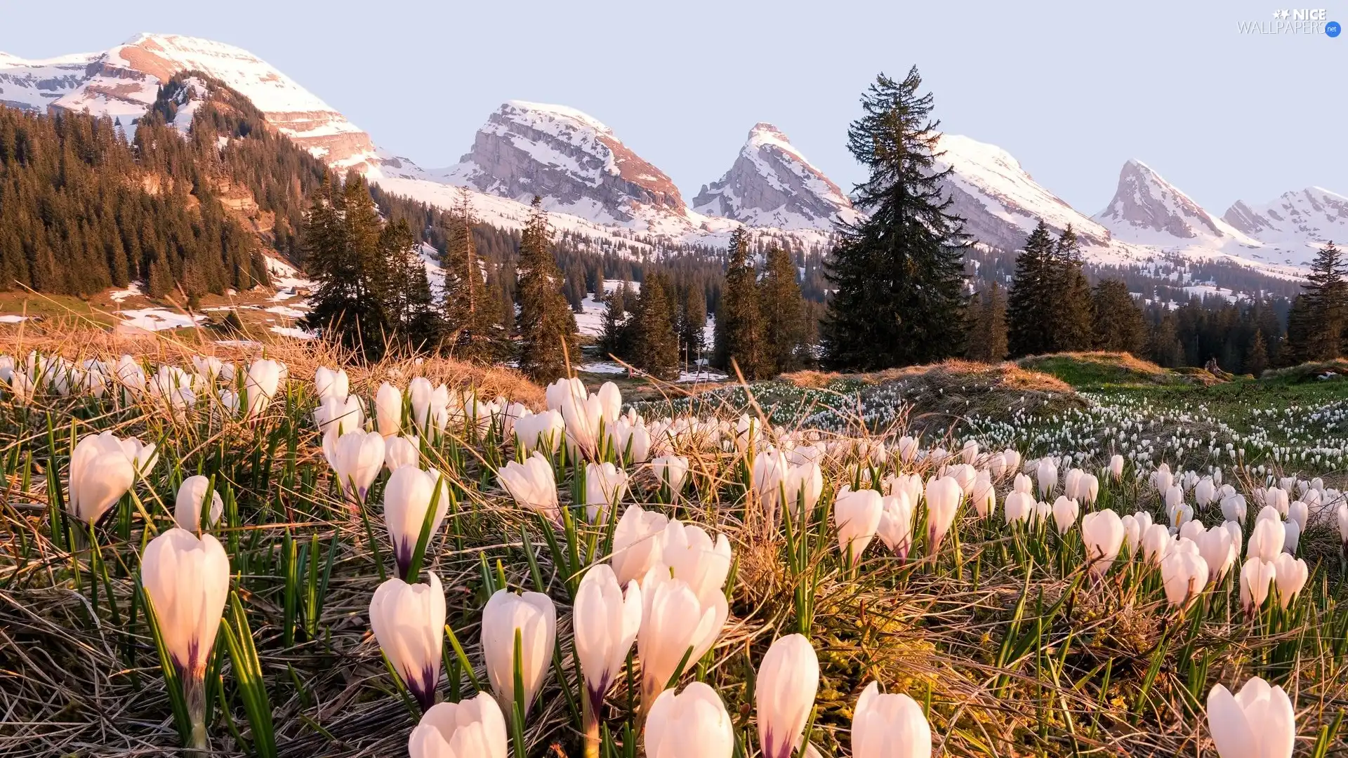 trees, Snowy, White, crocuses, viewes, Mountains