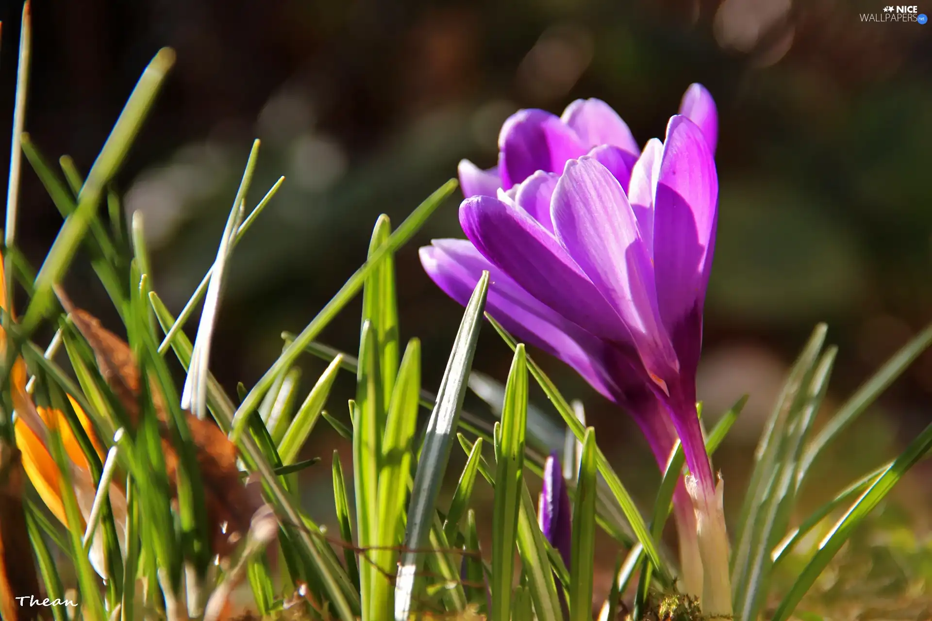 purple, crocuses