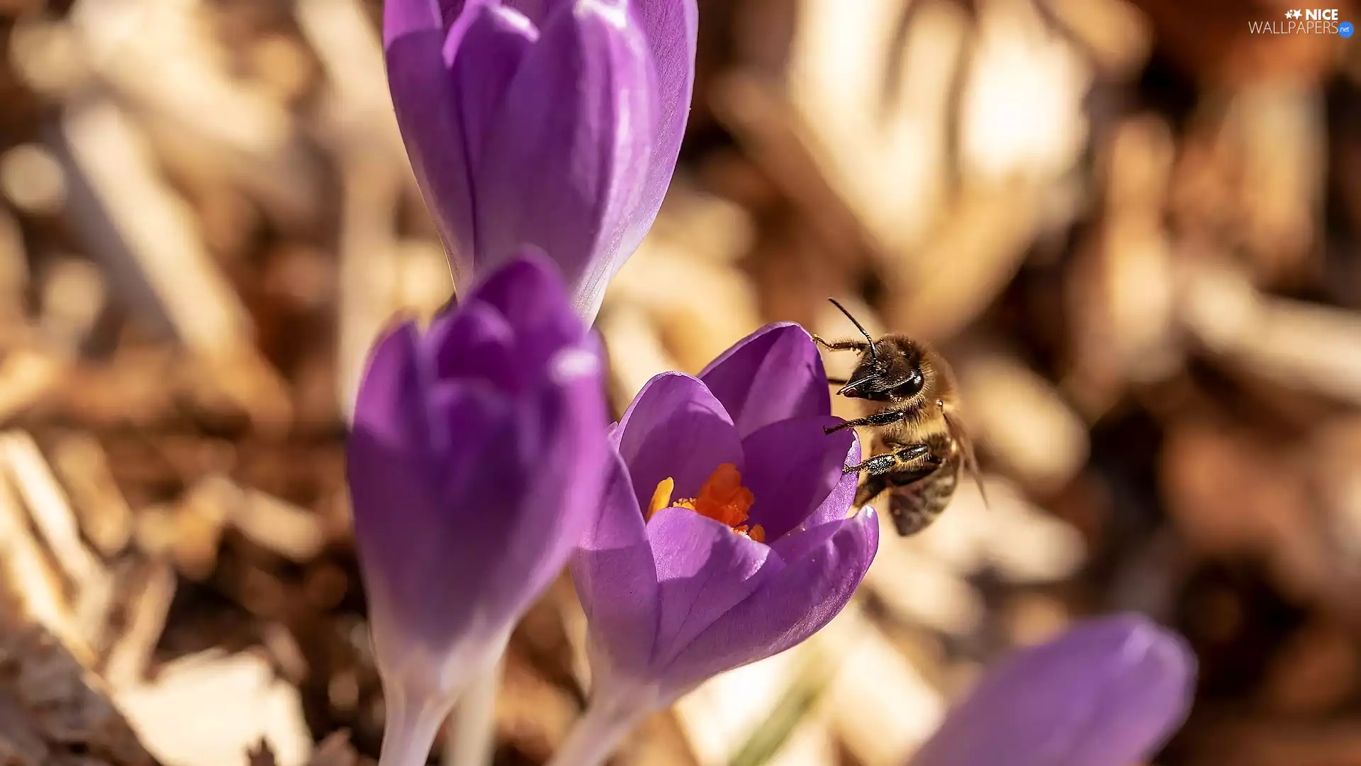 purple, bee, Close, crocuses