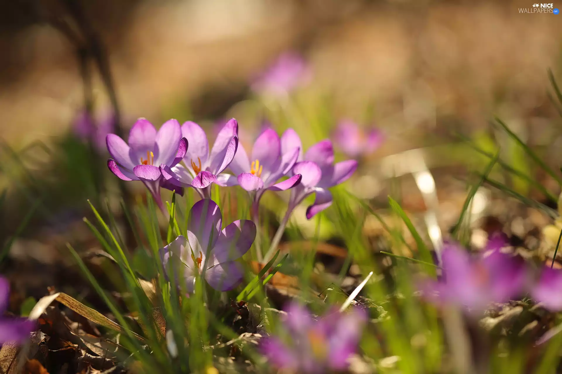 purple, Flowers, cluster, crocuses
