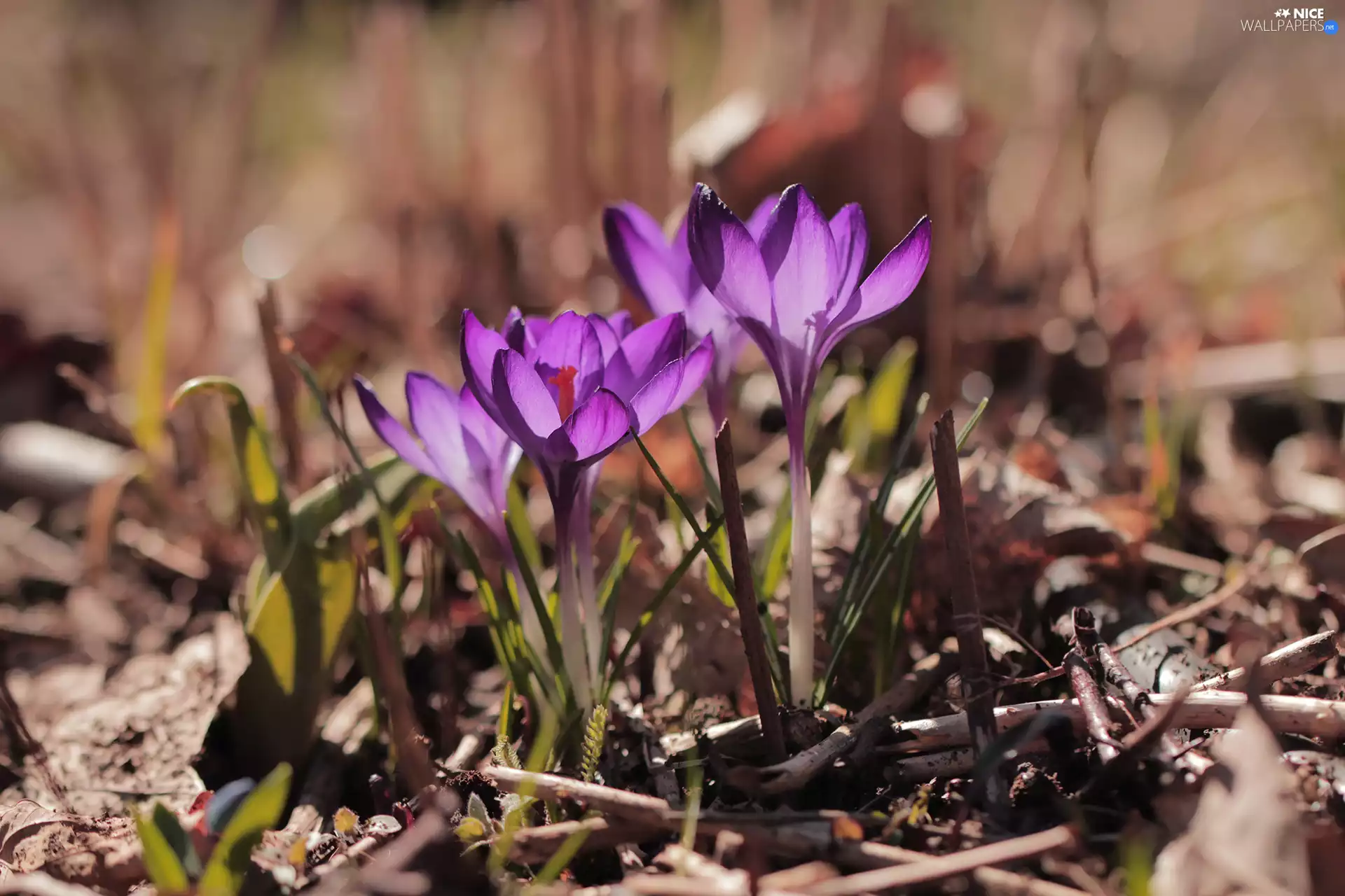 purple, Spring, Flowers, crocuses
