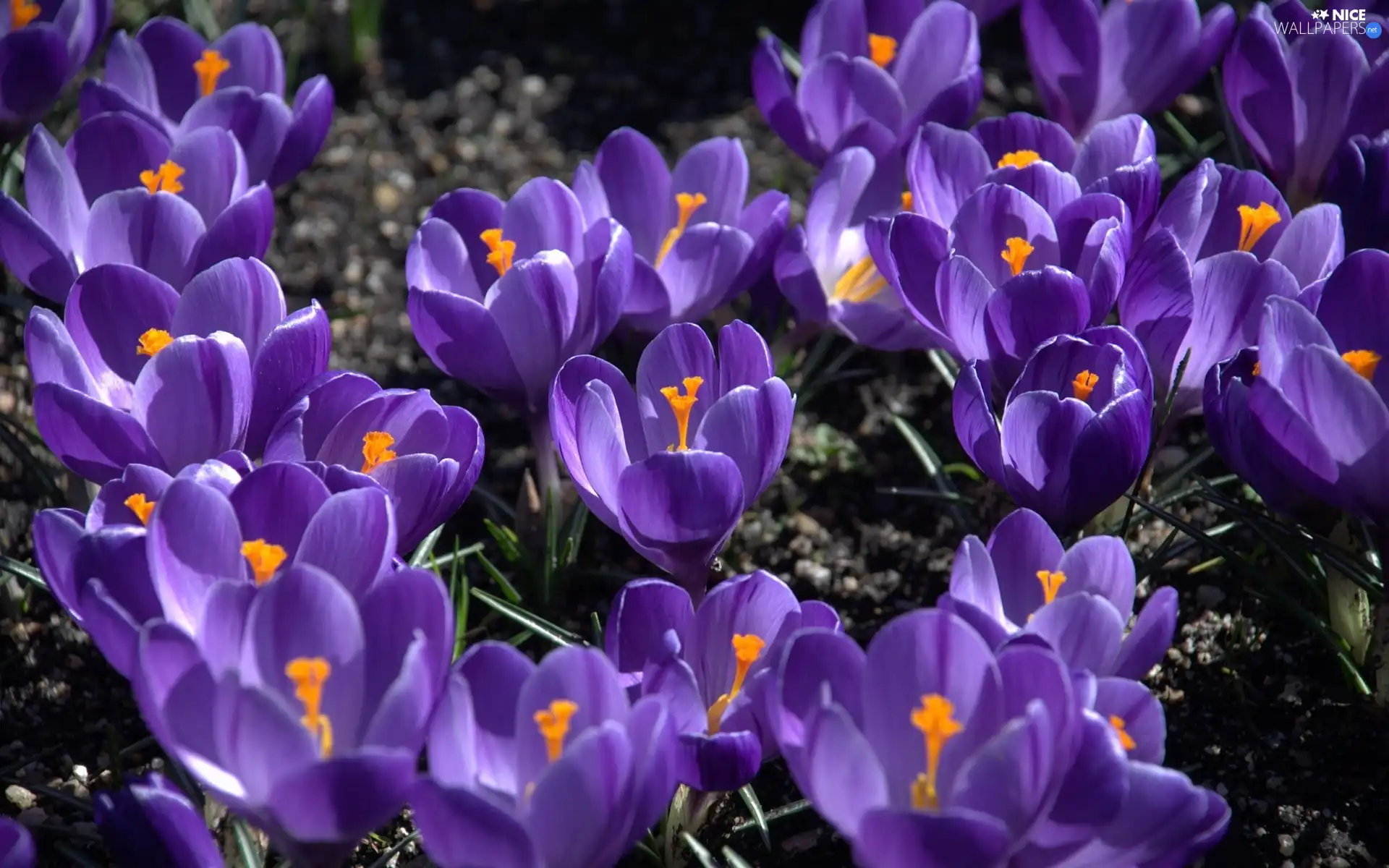 crocuses, Flowers, purple