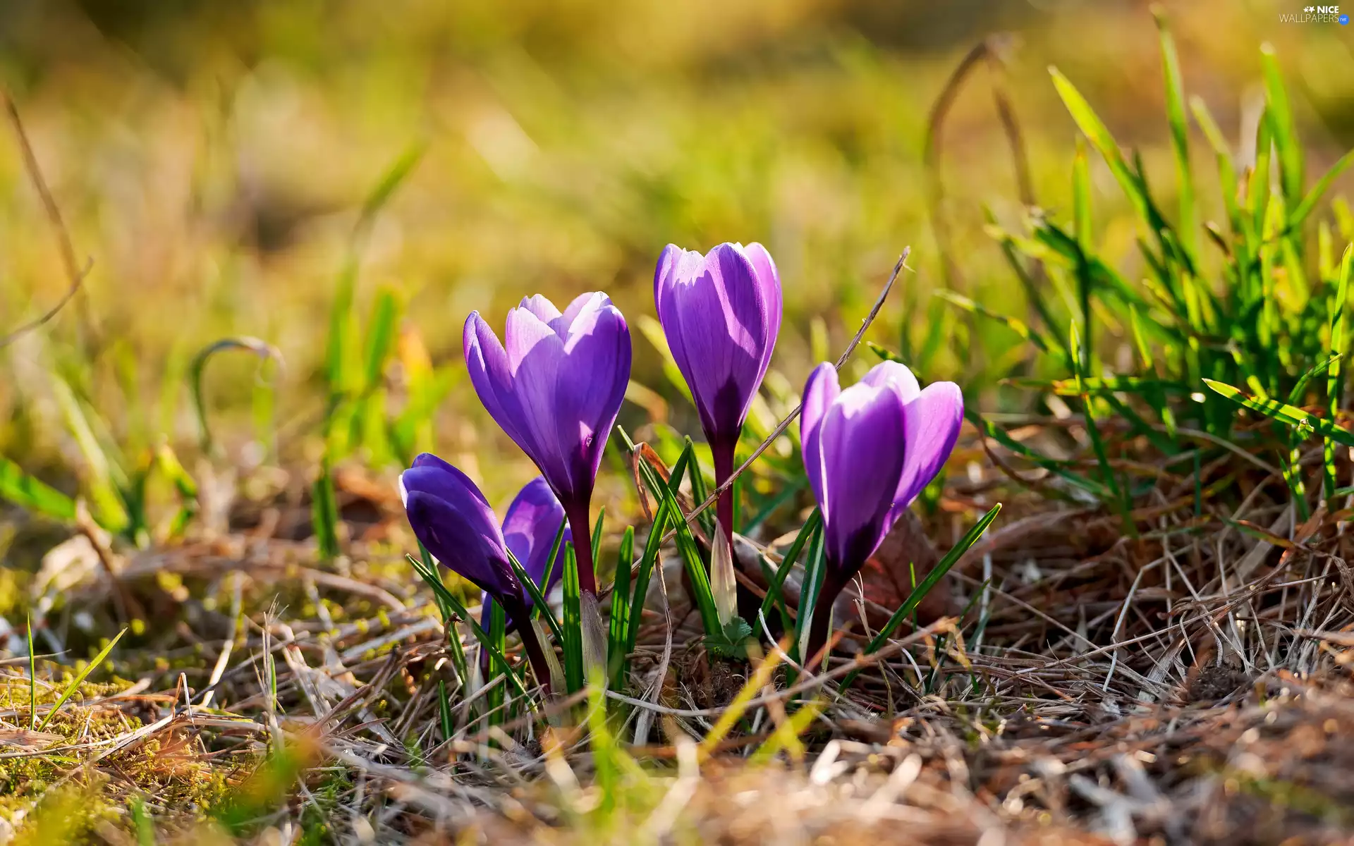 crocuses, four, purple