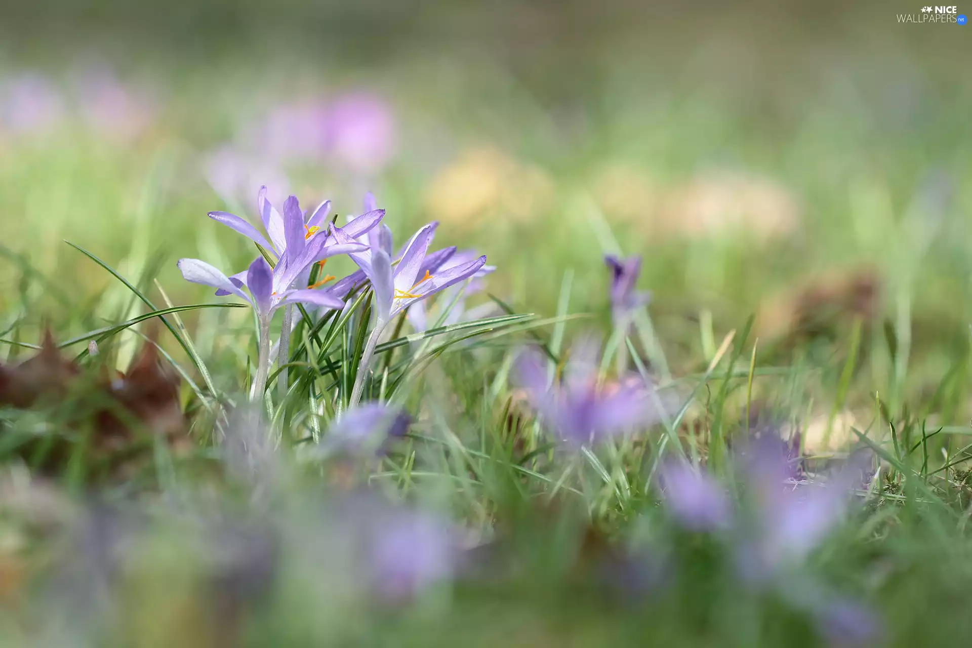 purple, Flowers, grass, crocuses