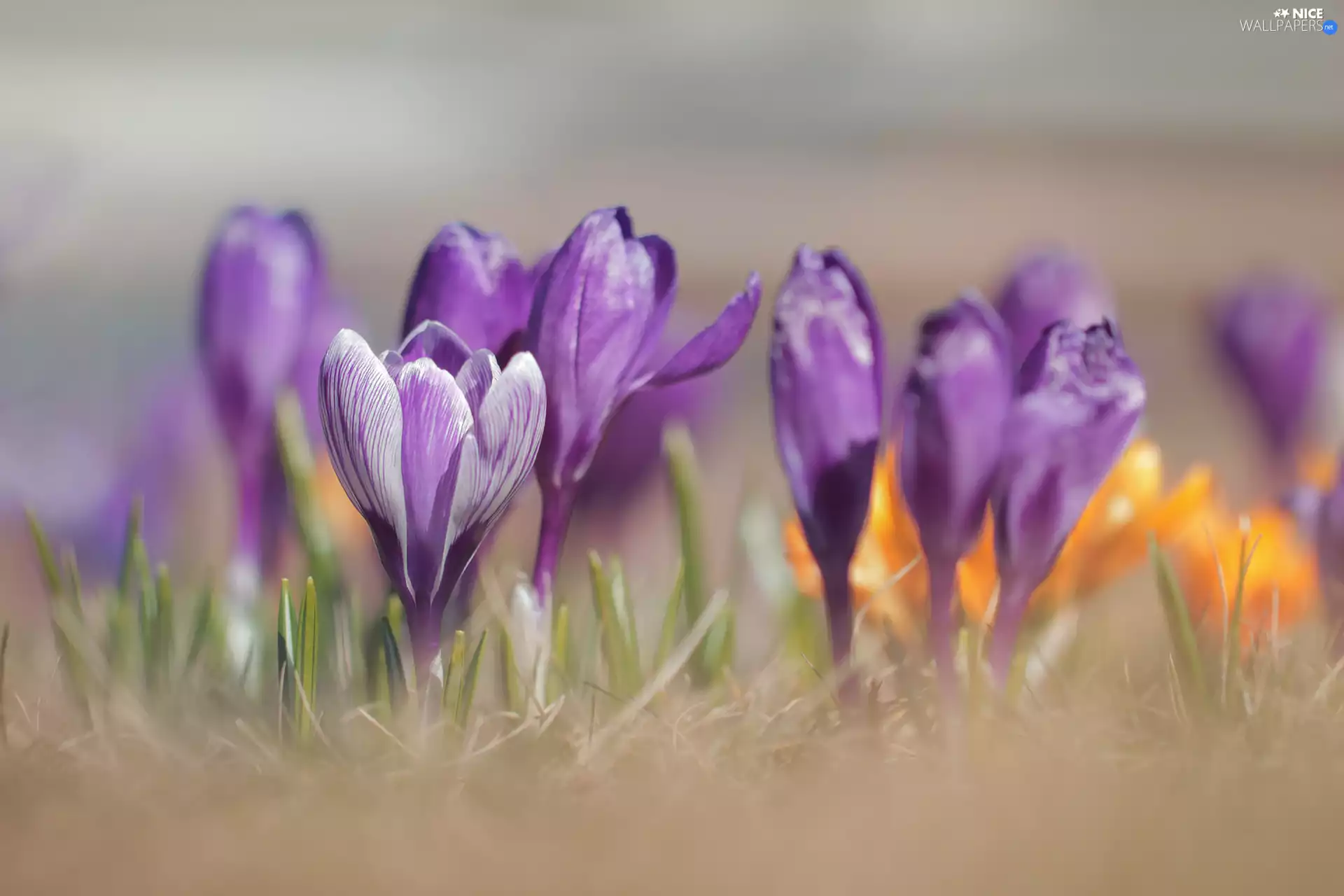 purple, rapprochement, grass, crocuses