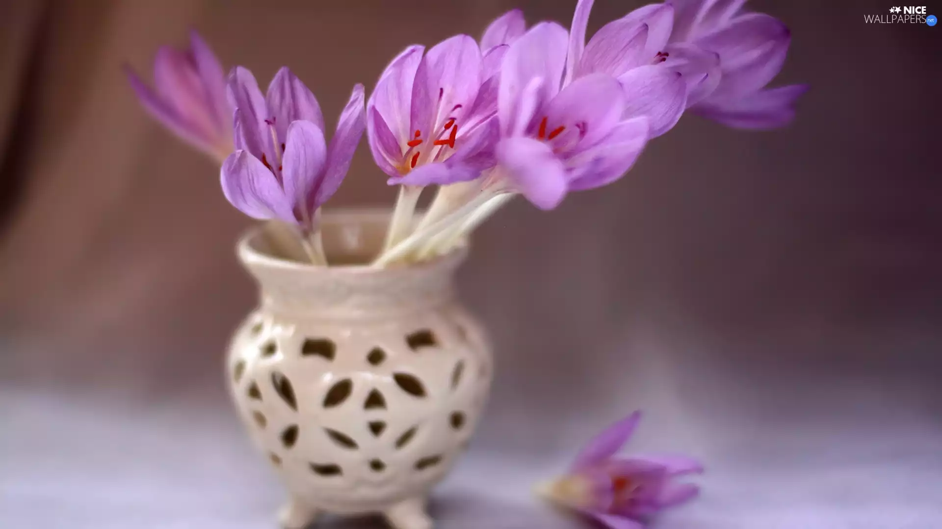 crocuses, vase, purple