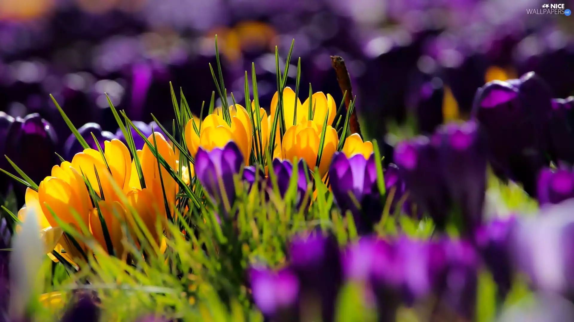 crocuses, Yellow, purple