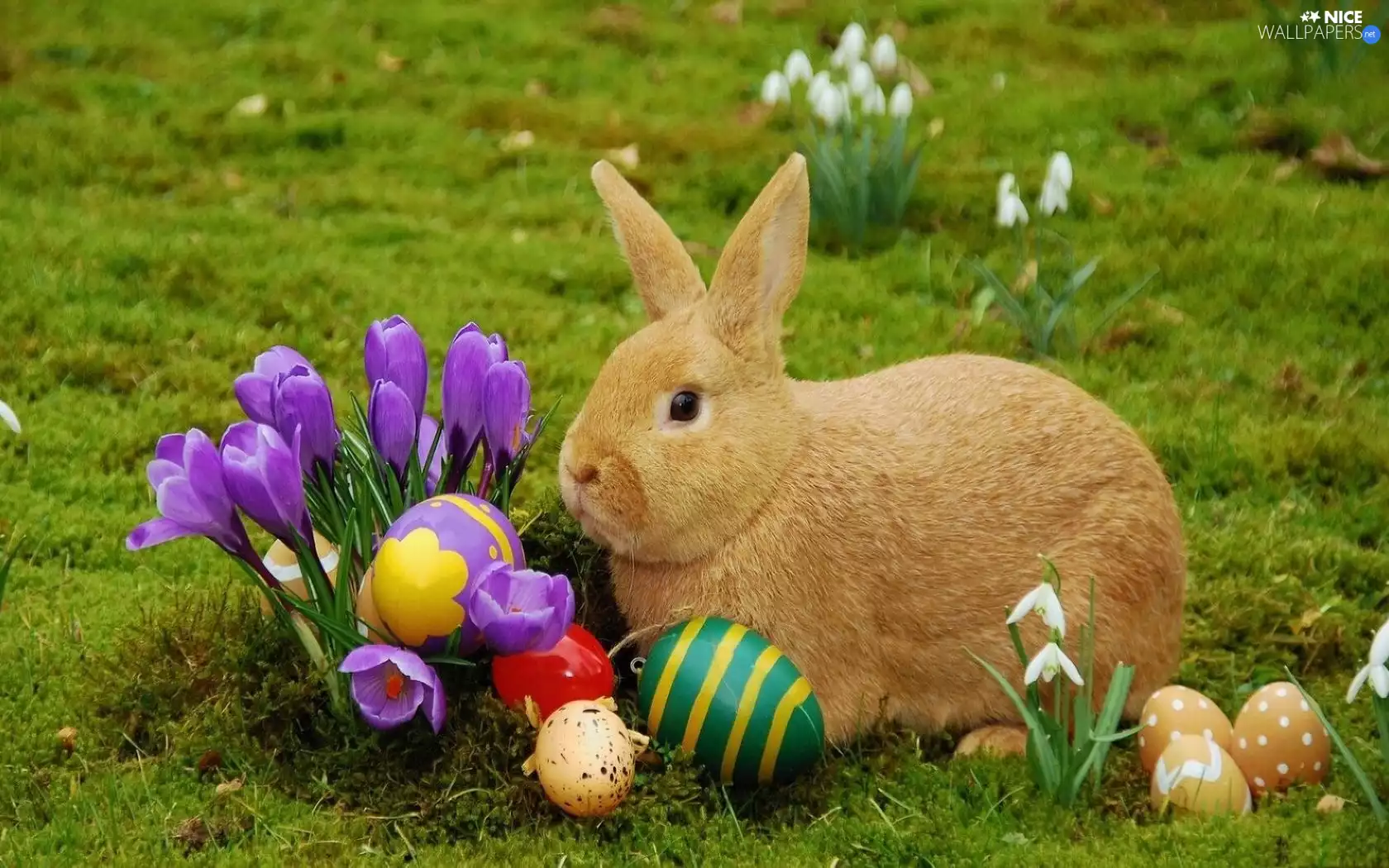 Rabbit, easter, eggs, crocuses