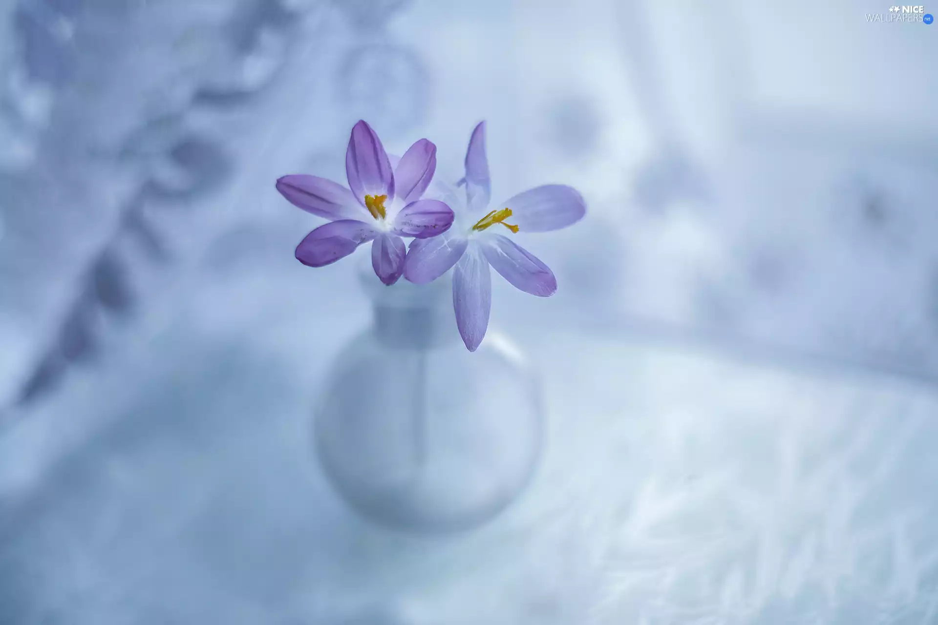 vase, Two cars, crocuses