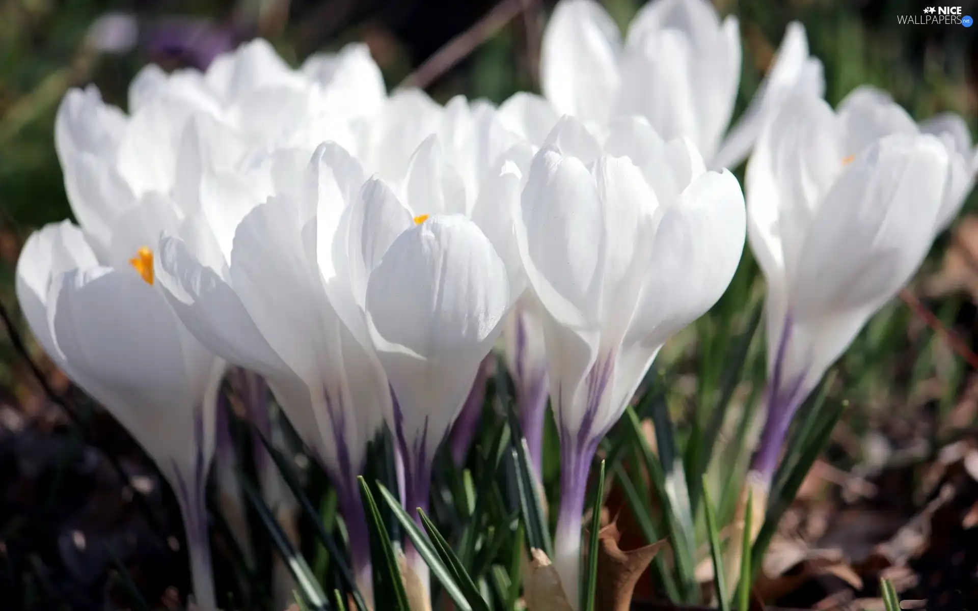 White, crocuses