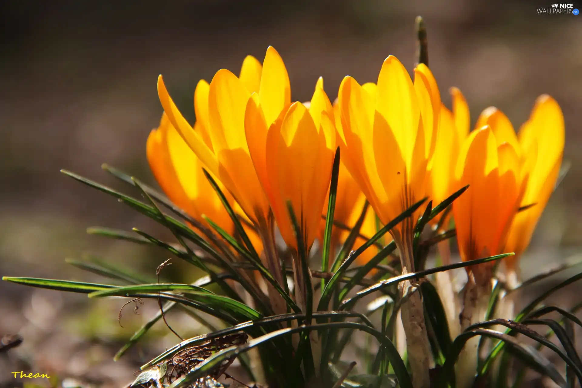 Yellow, crocuses