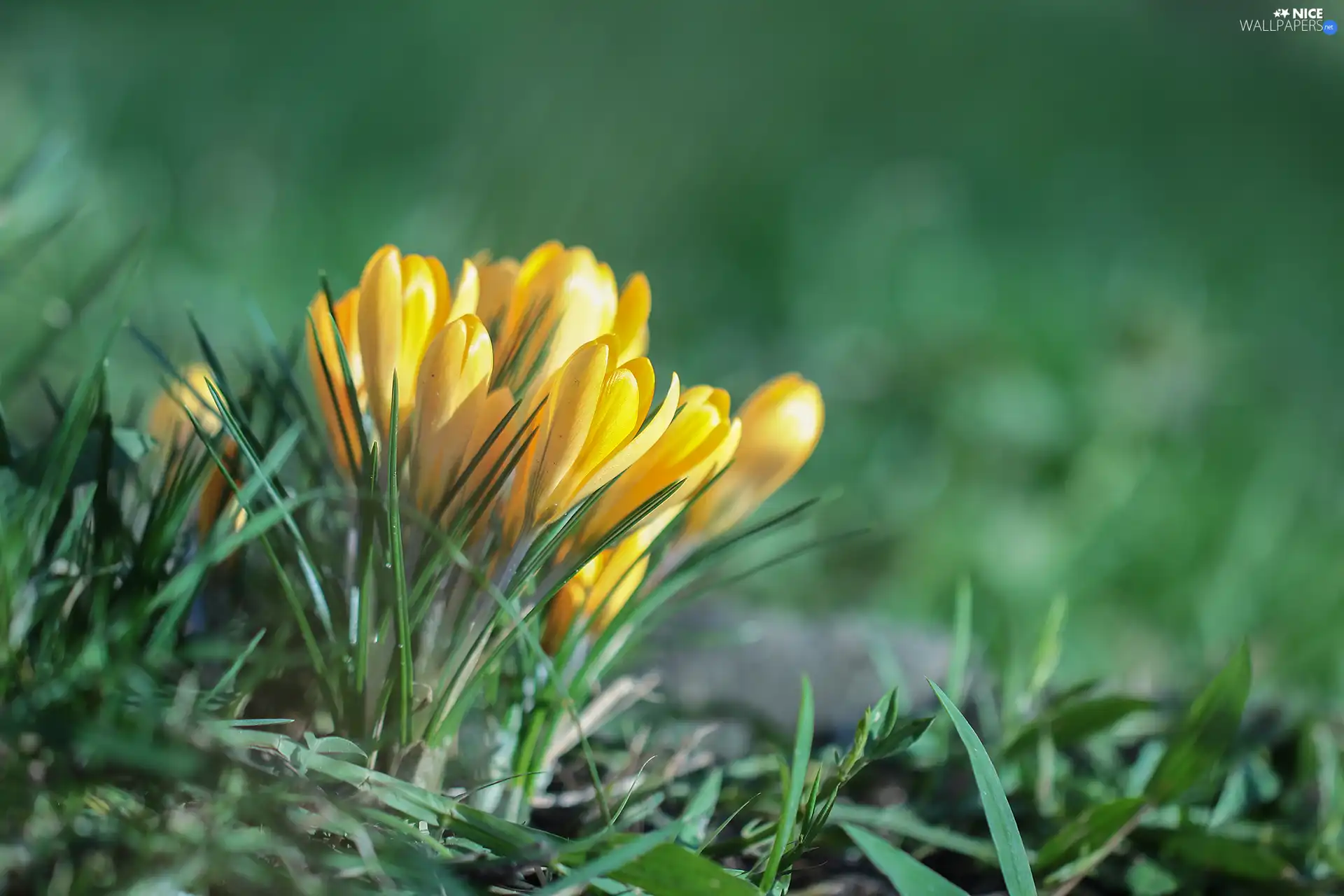 Yellow, Flowers, cluster, crocuses