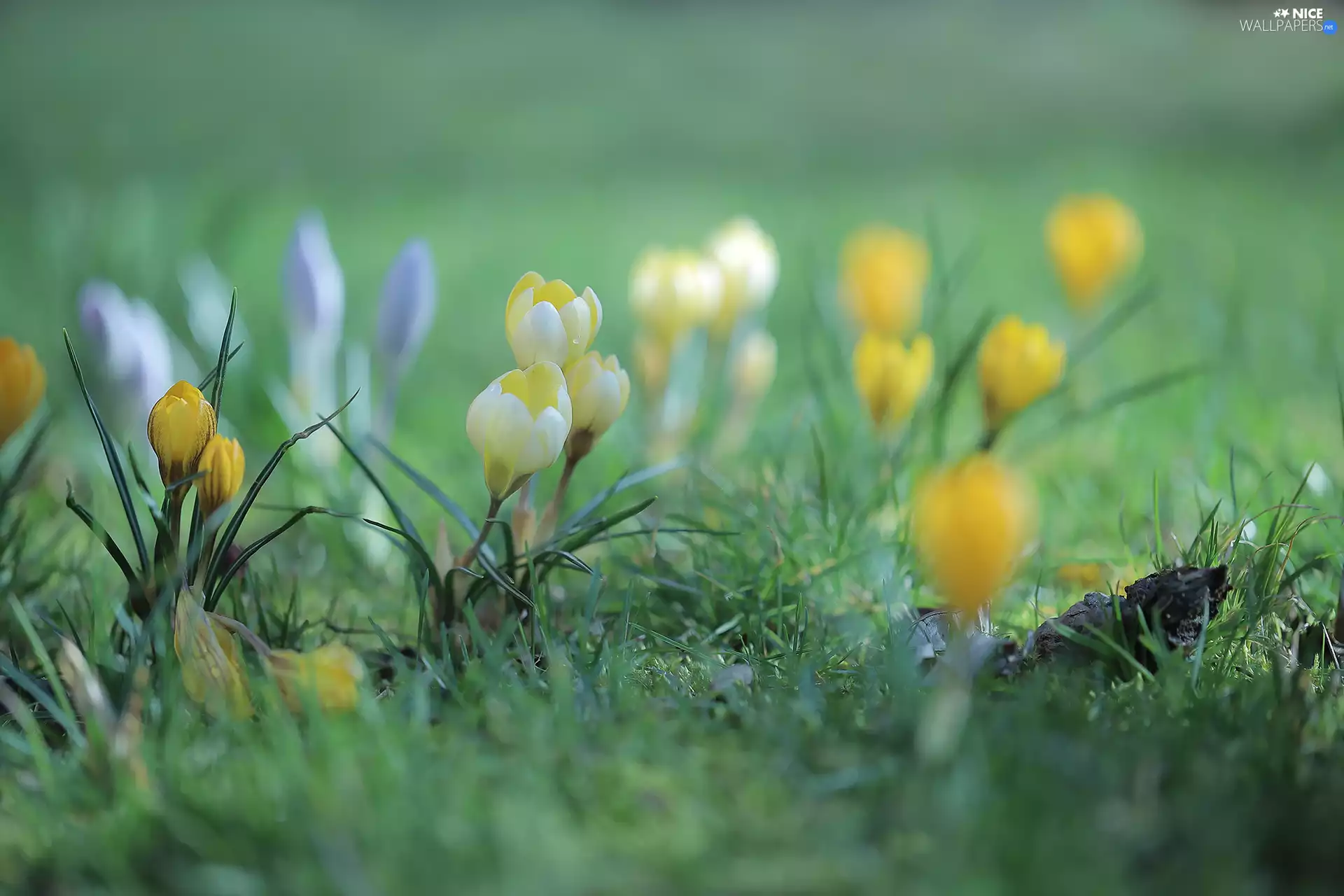 Yellow, Buds, Flowers, crocuses