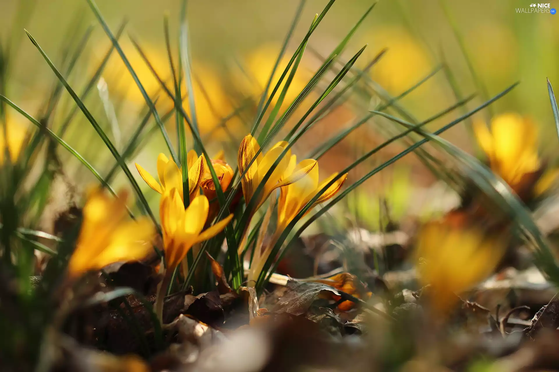Yellow, Crocus, Flowers, crocuses