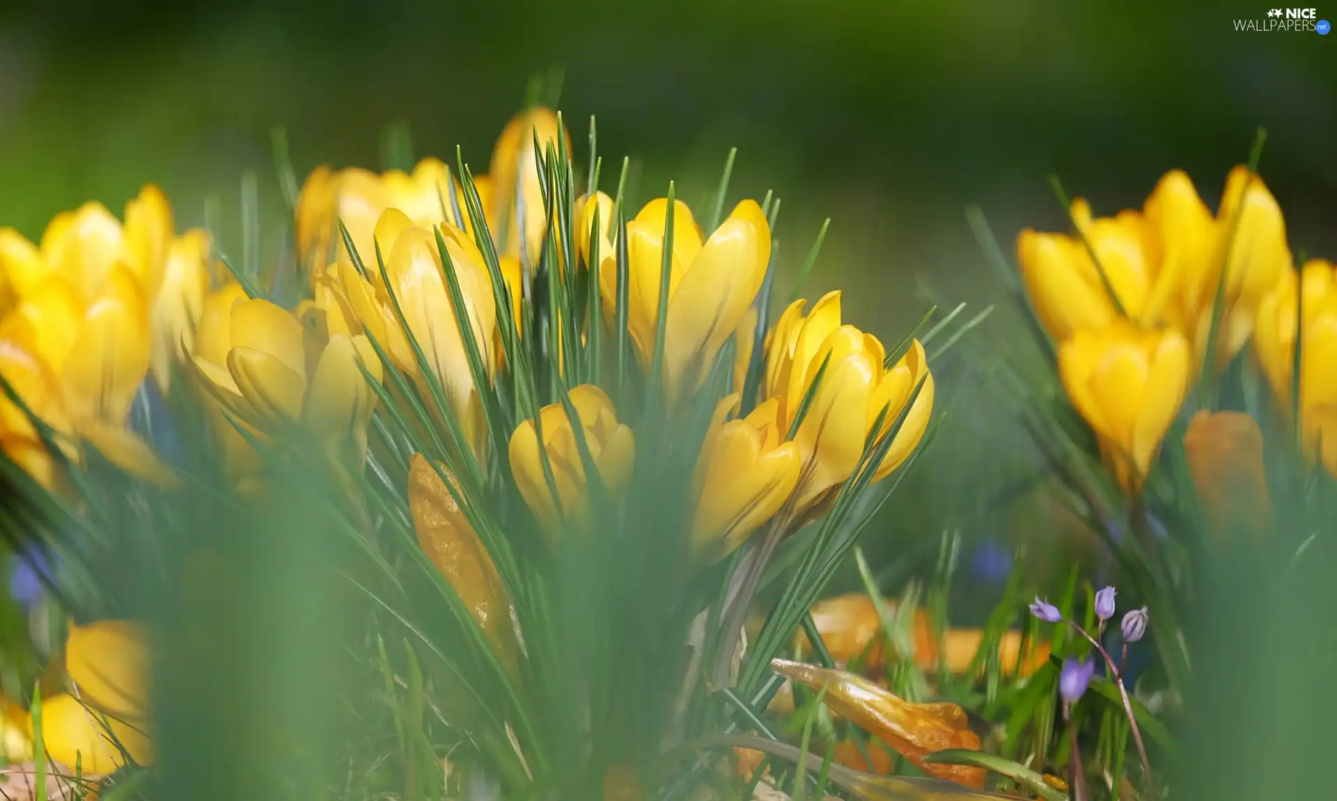 crocuses, Flowers, Yellow