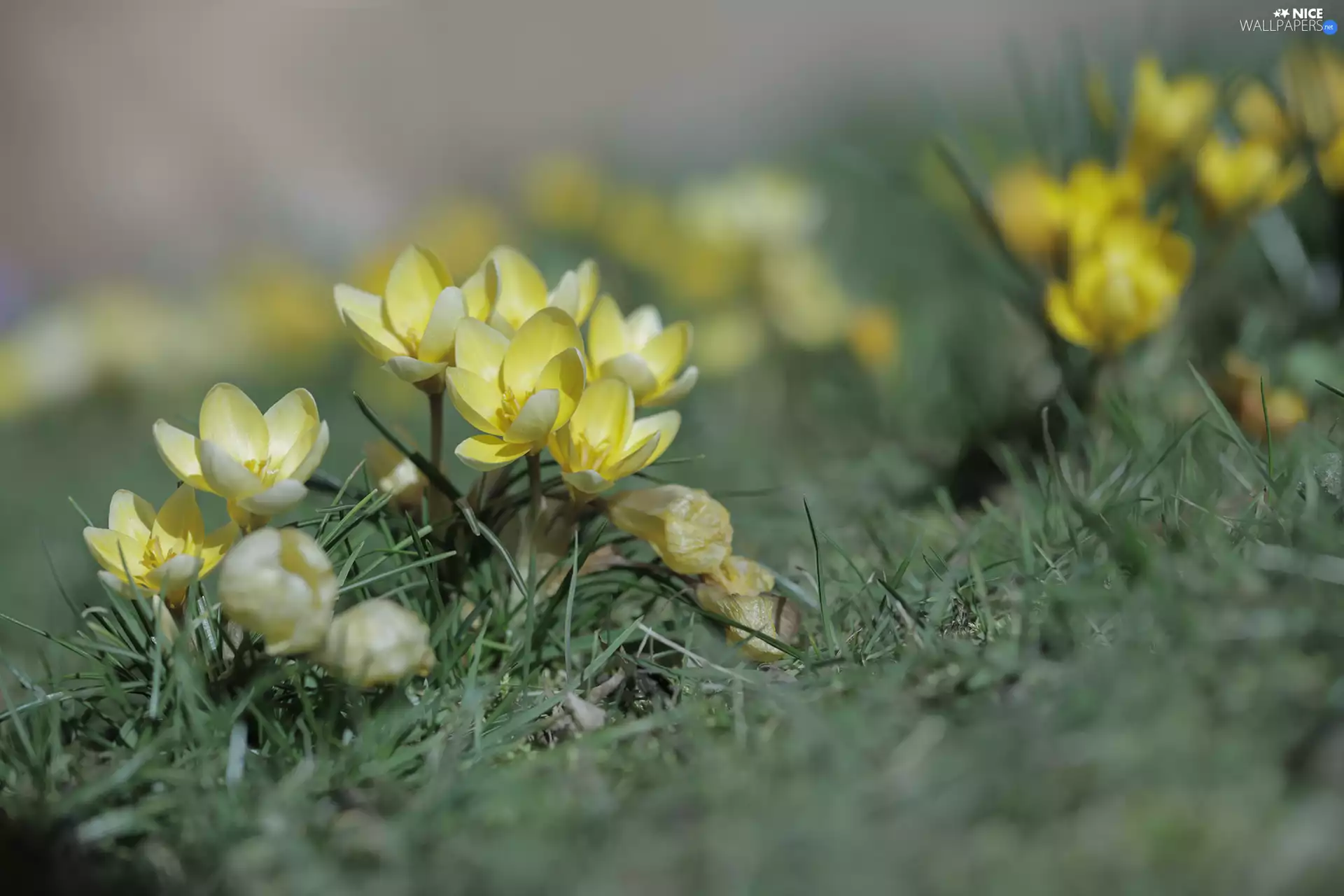 Yellow, Tufts, grass, crocuses