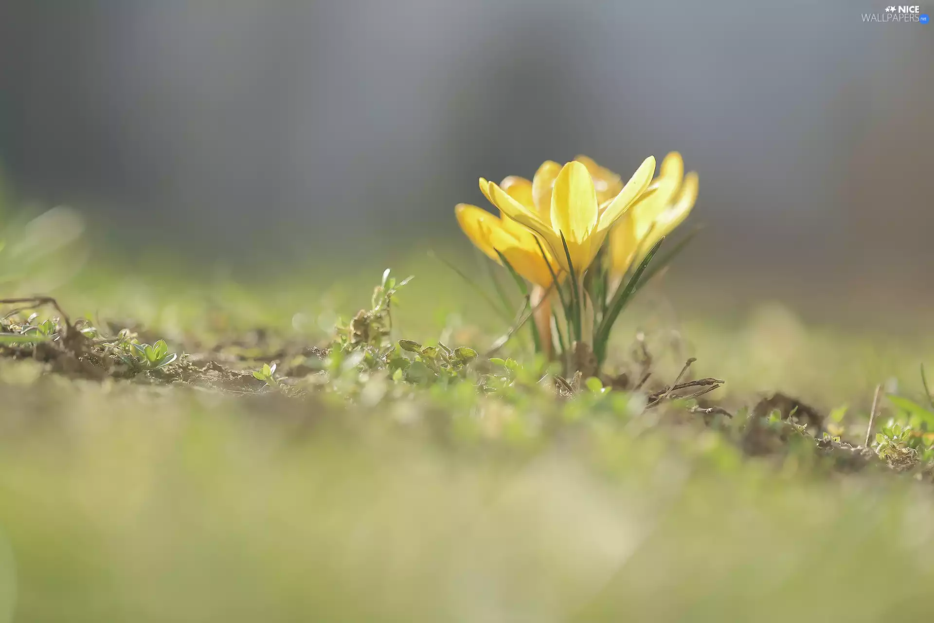 Yellow, Flowers, rapprochement, crocuses