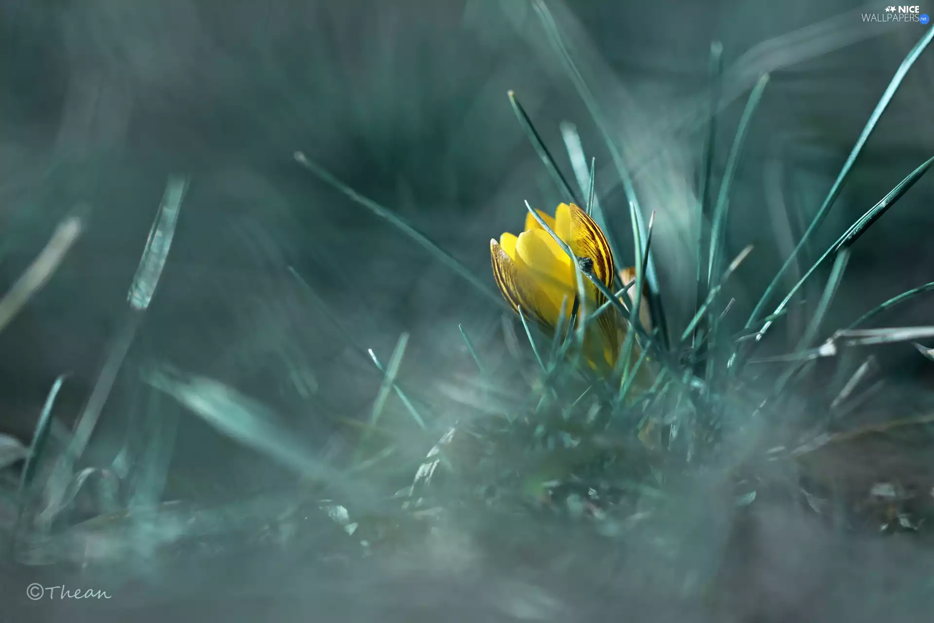 Yellow, Flowers, Spring, crocuses