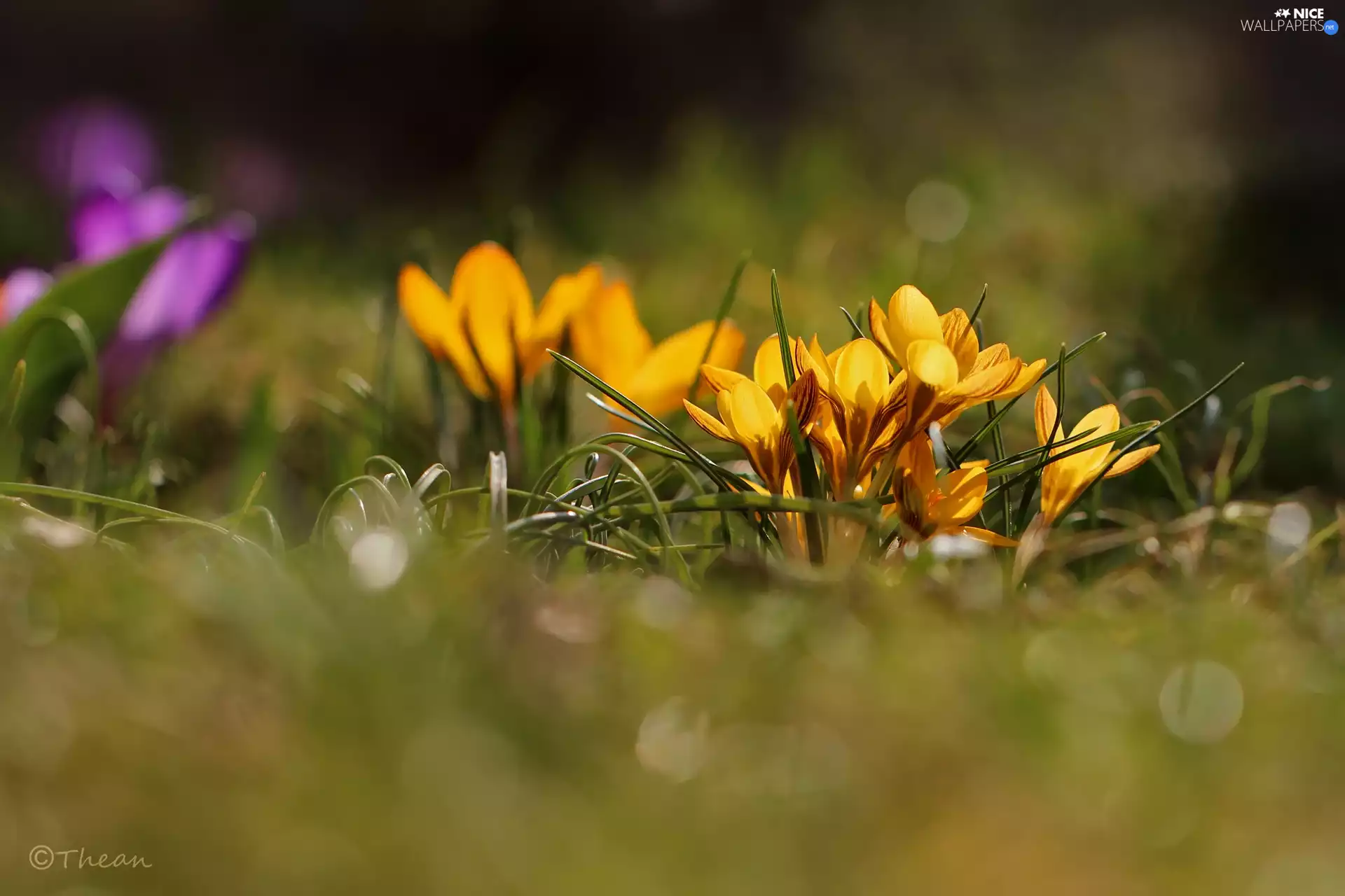 Yellow, Flowers, Spring, crocuses