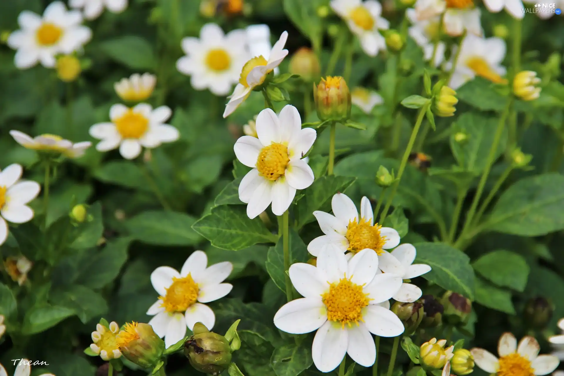 White, Dalie Cultivars