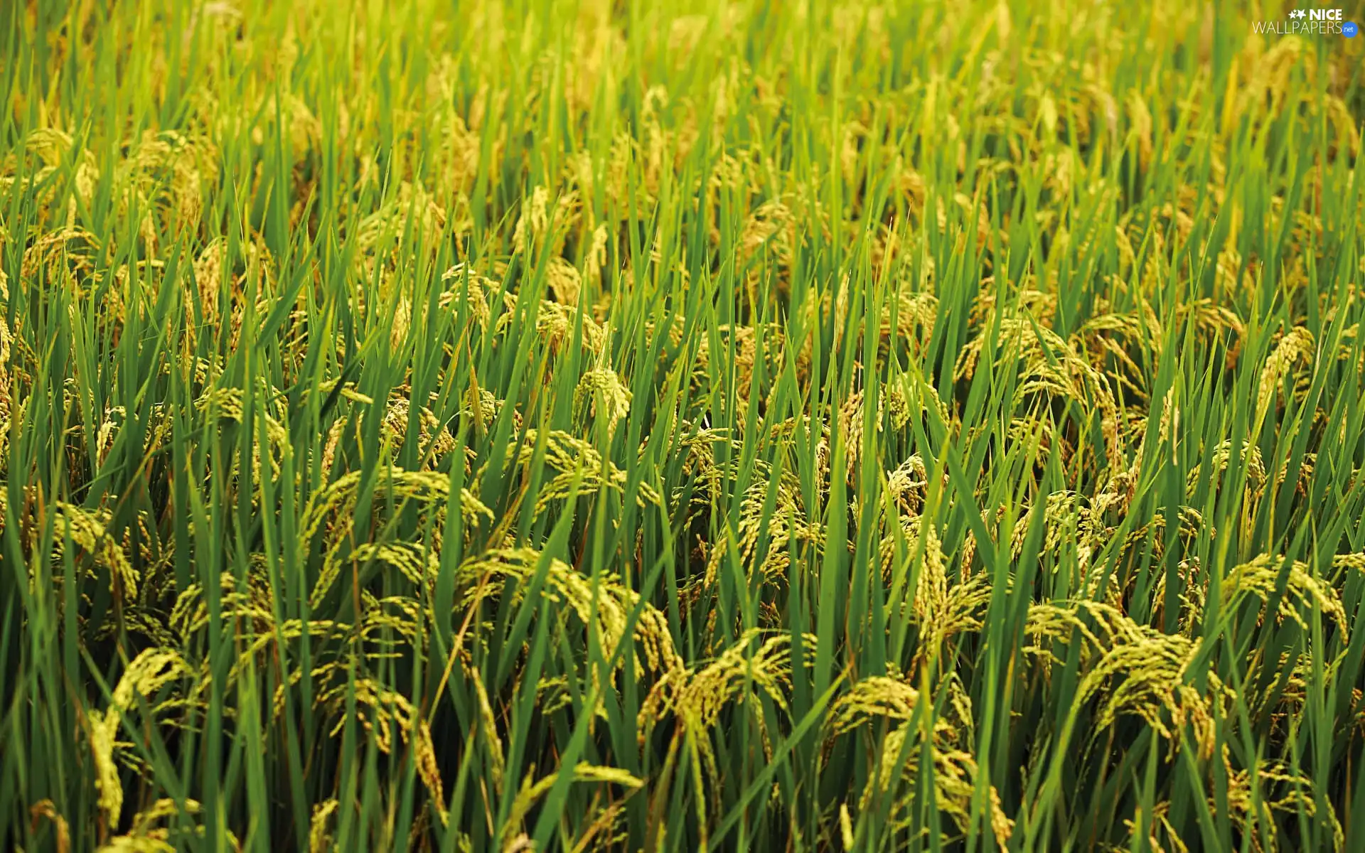 cultivation, rice, Japan