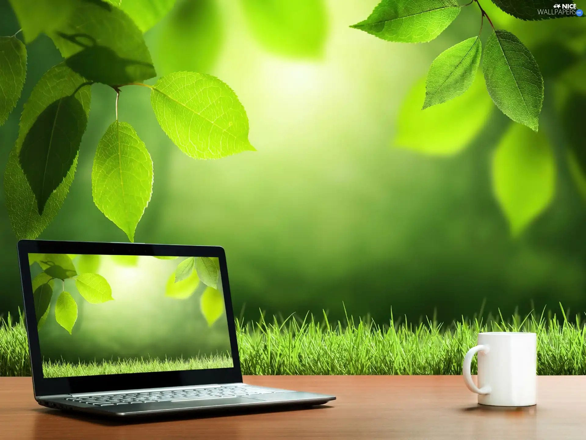 trees, Meadow, cup, graphics, PC, Leaf