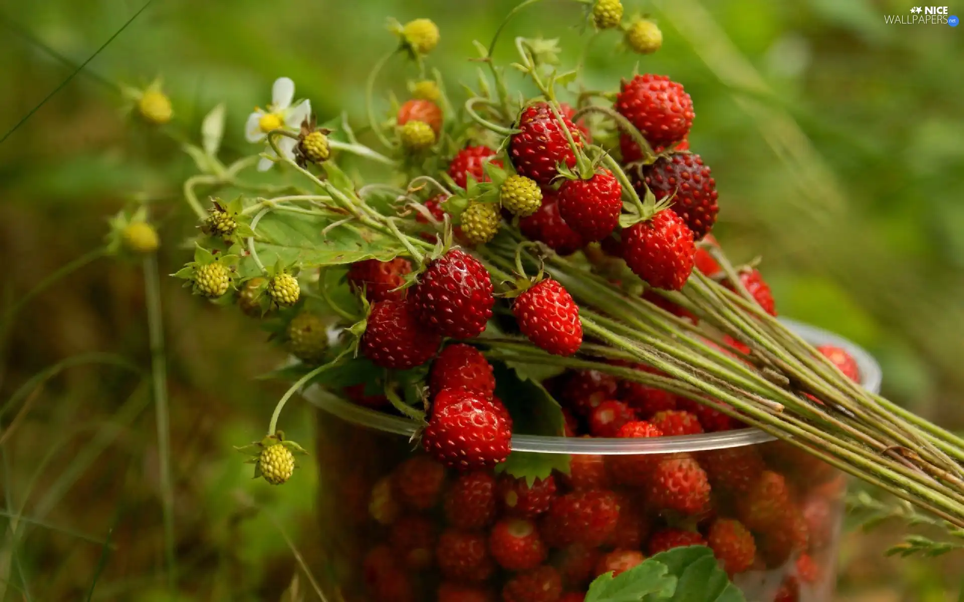 Strawberries, Cup