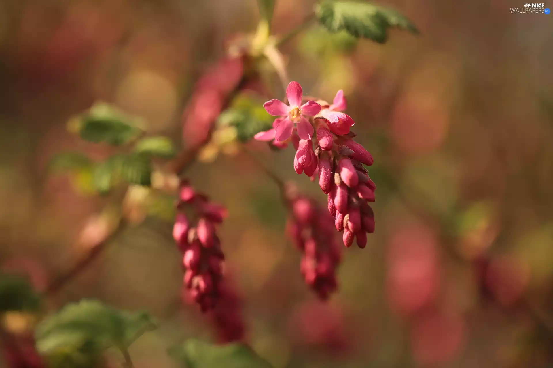 Bloody Currant, Flowers, Bush, Red